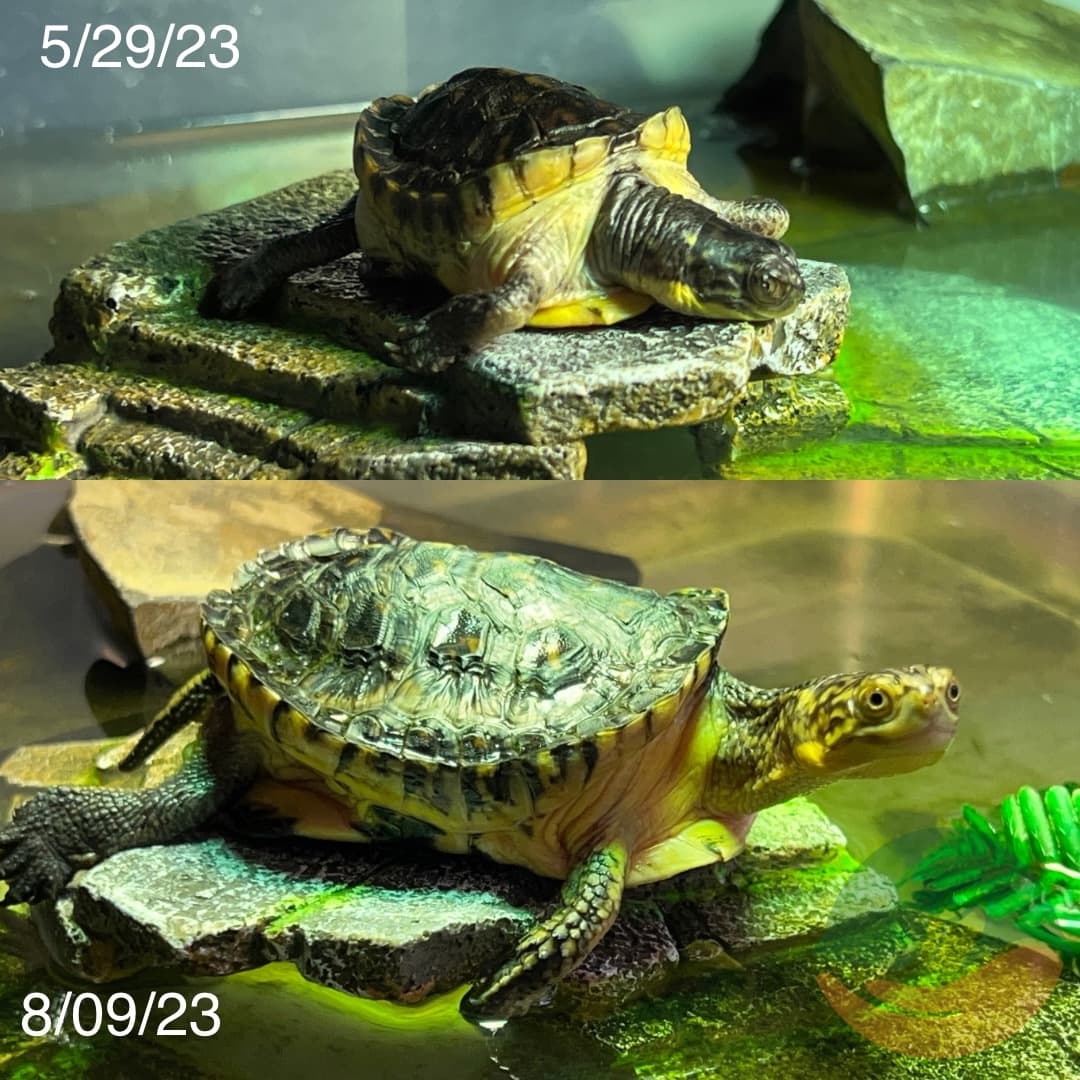 Comparison shots of Elvira's demeanor and state when she first arrived, opposed to only a few months later.