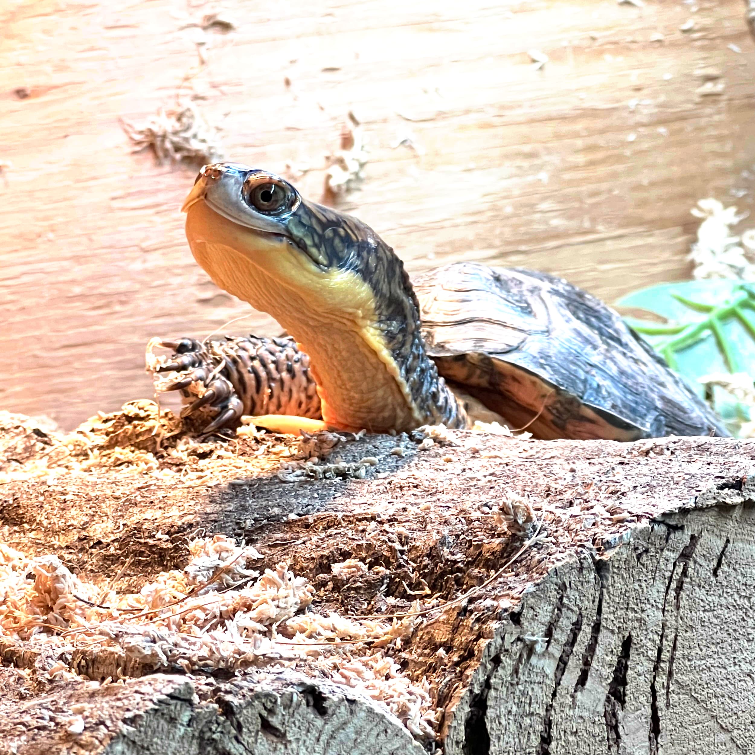 Elvira getting up on her log in her above-ground basking platform