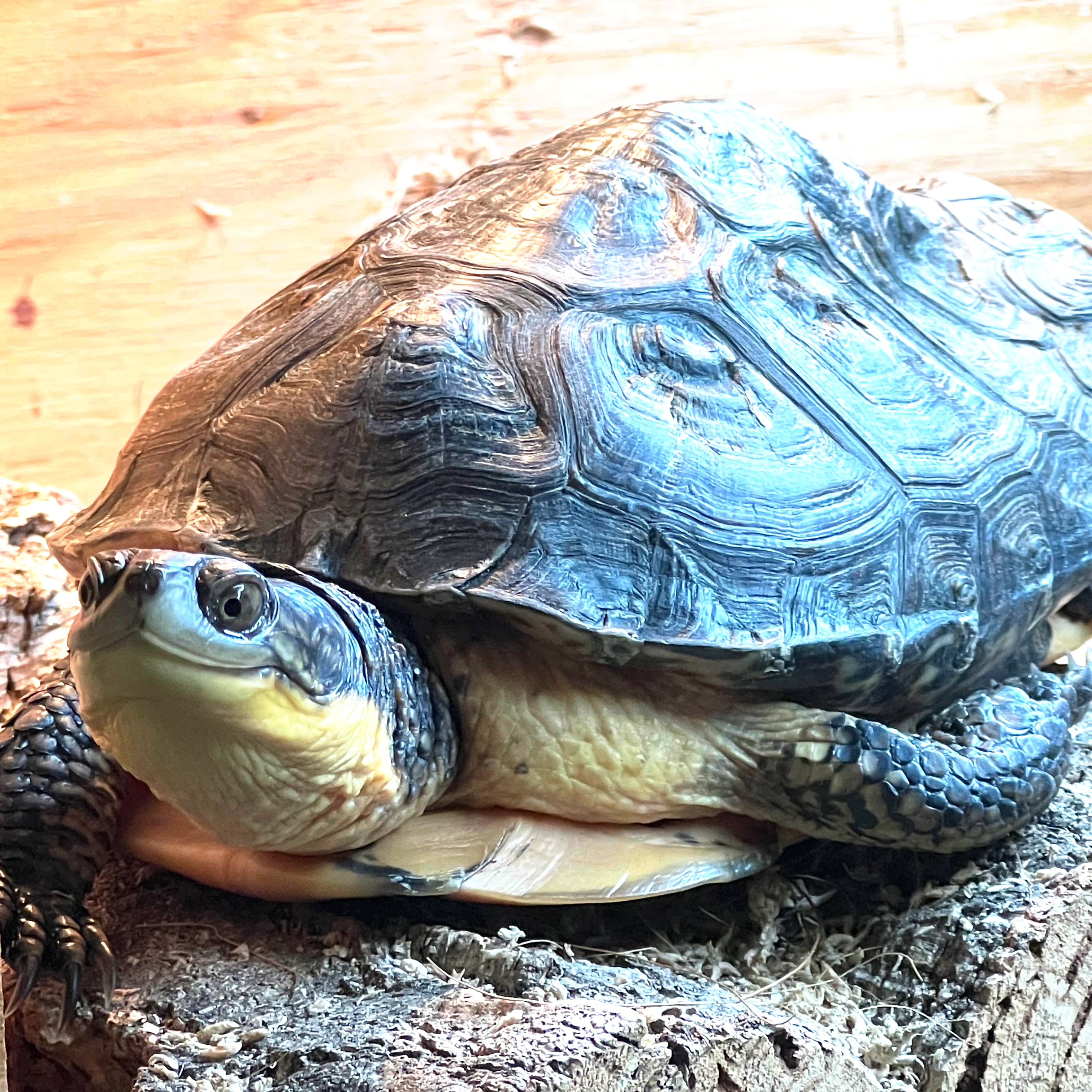Elvira basking on her log in her above-ground basking platform