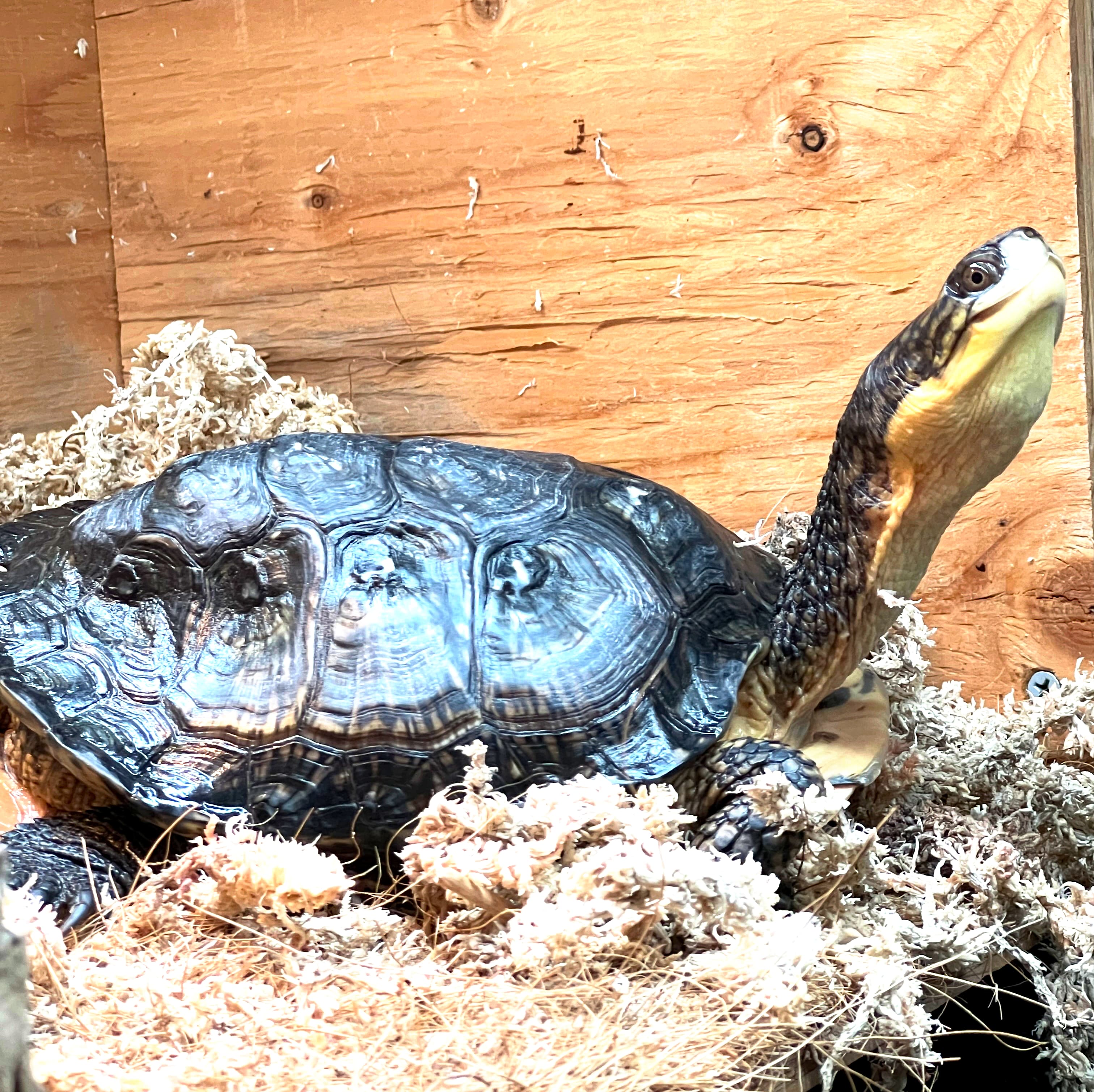 Elvira curiously looking from her above-ground basking platform