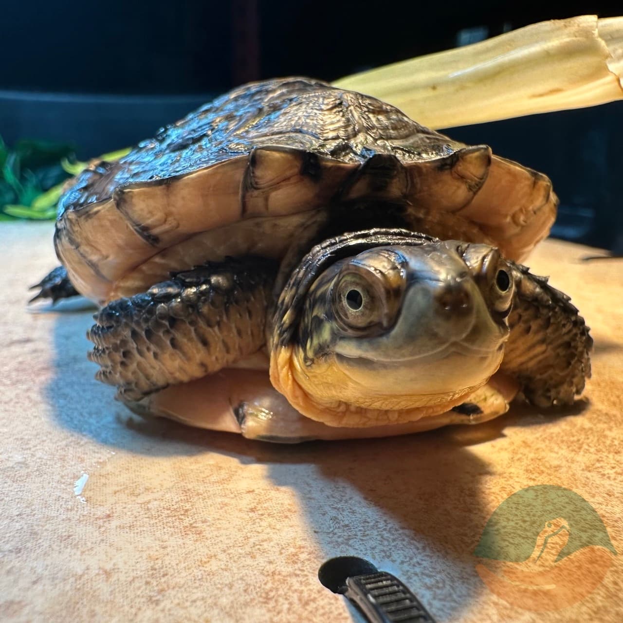 Elvira basking on her platform