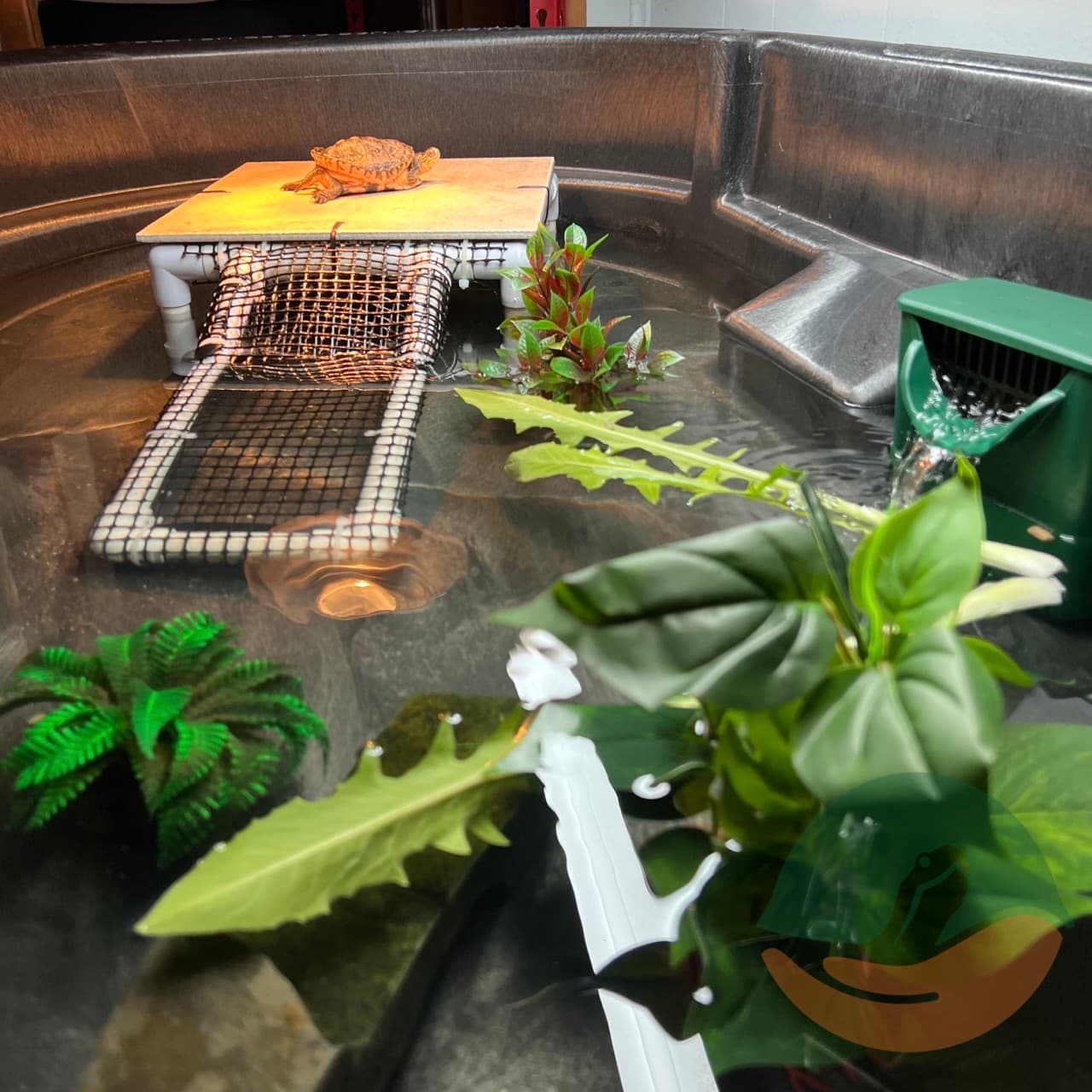 Elvira basking in her upgraded enclosure