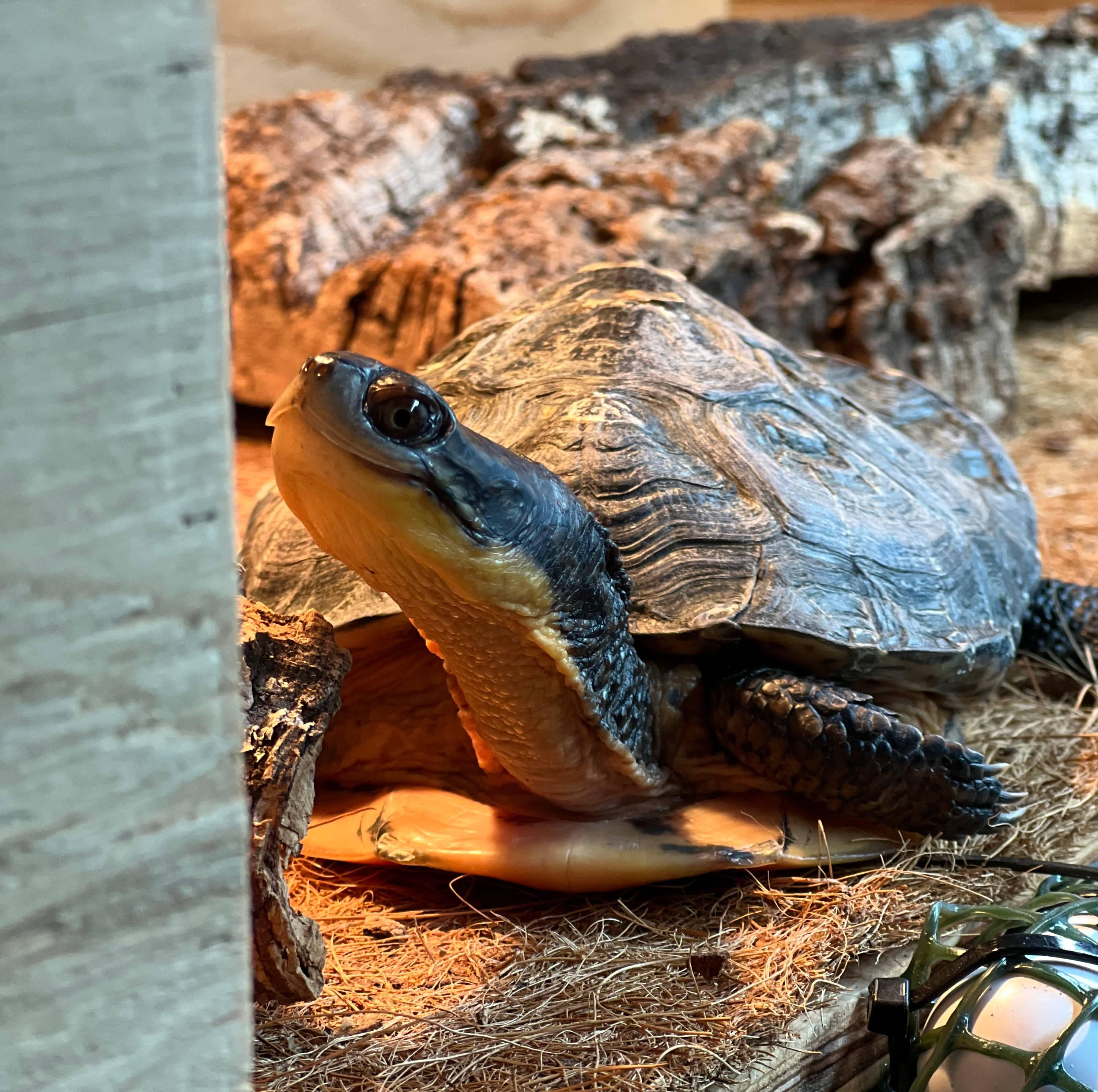Elvira, a Blanding's turtle ambassador, sitting on her basking platform looking at the camera.