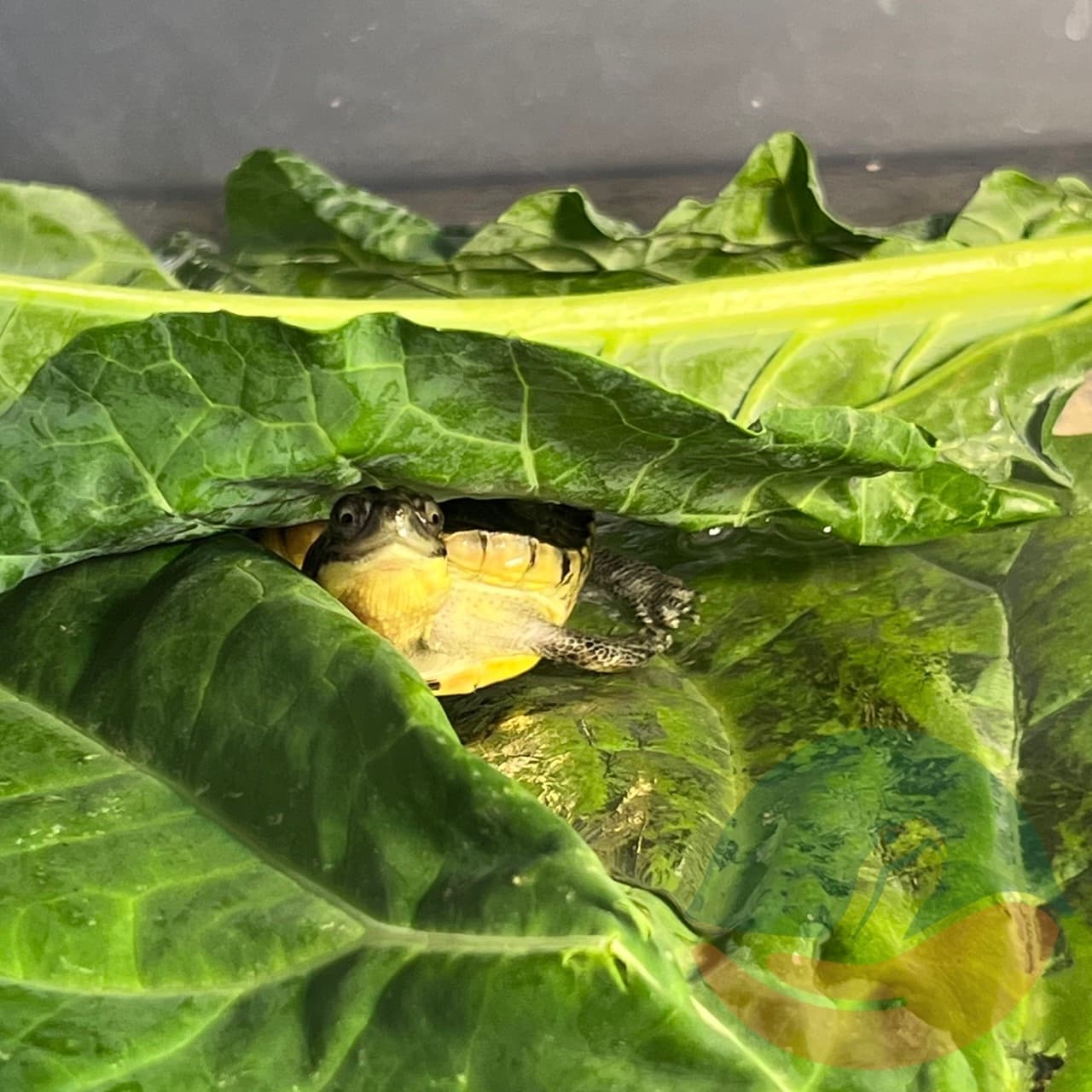 Elvira early on in her rehab journey, buried amongst the collard green leaves, looking like a little frog.