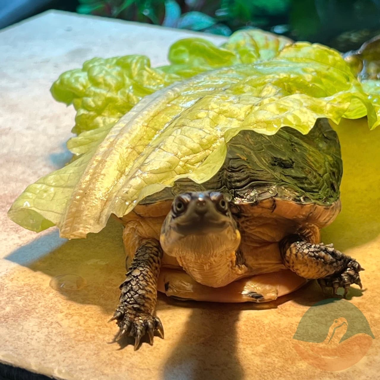 Elvira after dragging her greens up on to her basking platform. She likes dragging her greens up there with her, we're not sure if it's purposeful or not. 