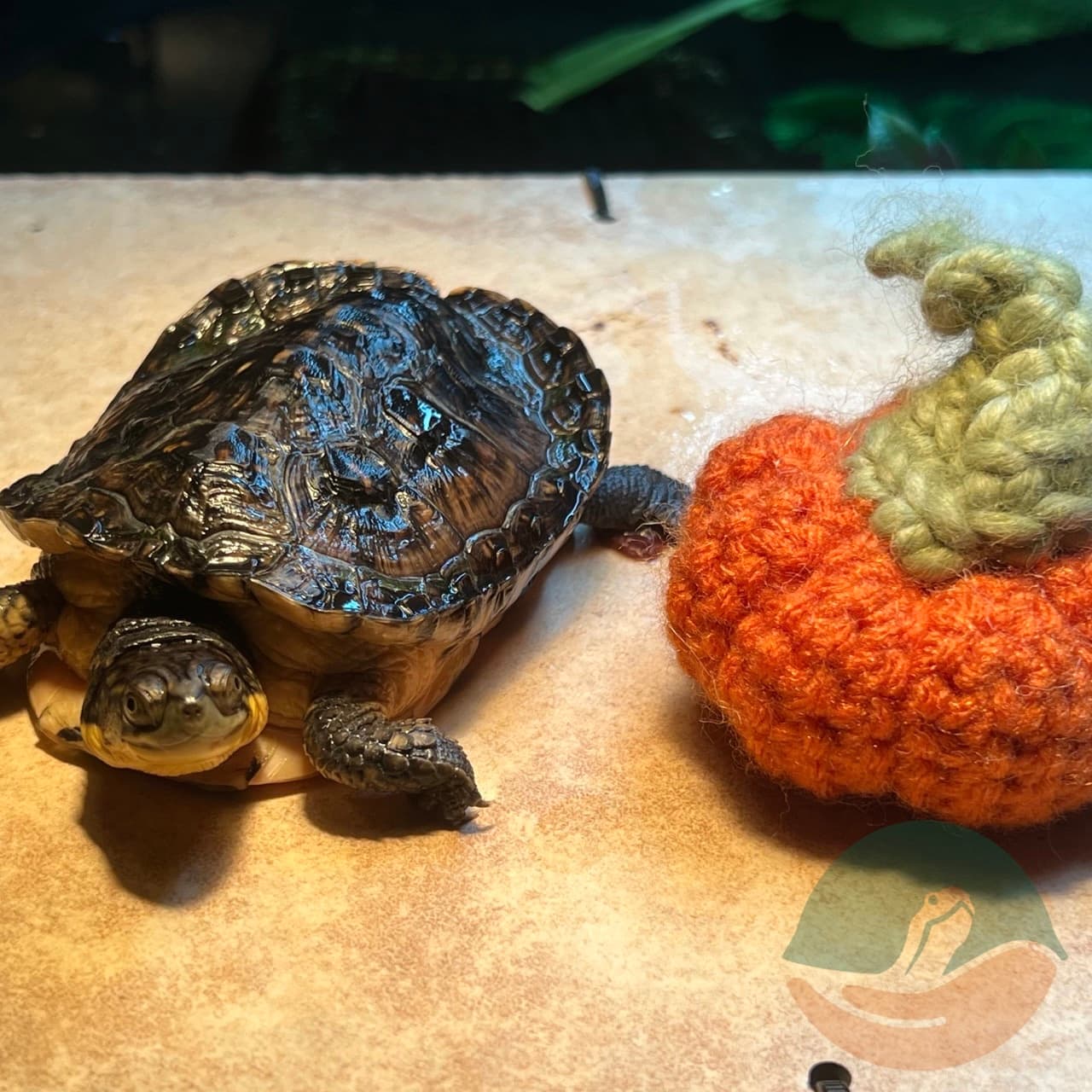 Elvira celebrating Halloween with her crochet pumpkin