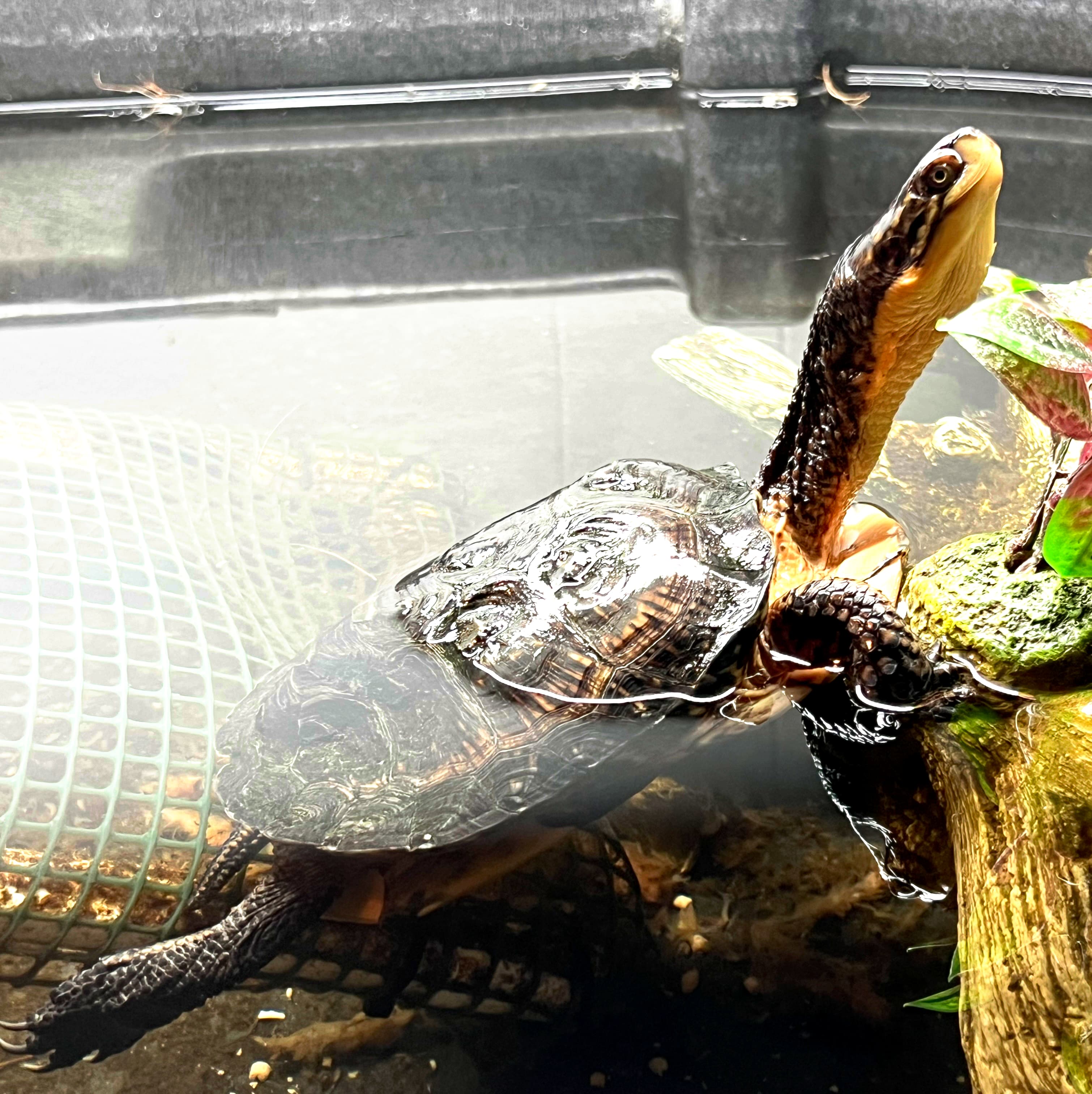 Elvira, a Blanding's turtle ambassador, stretched out in the water in January 2025.
