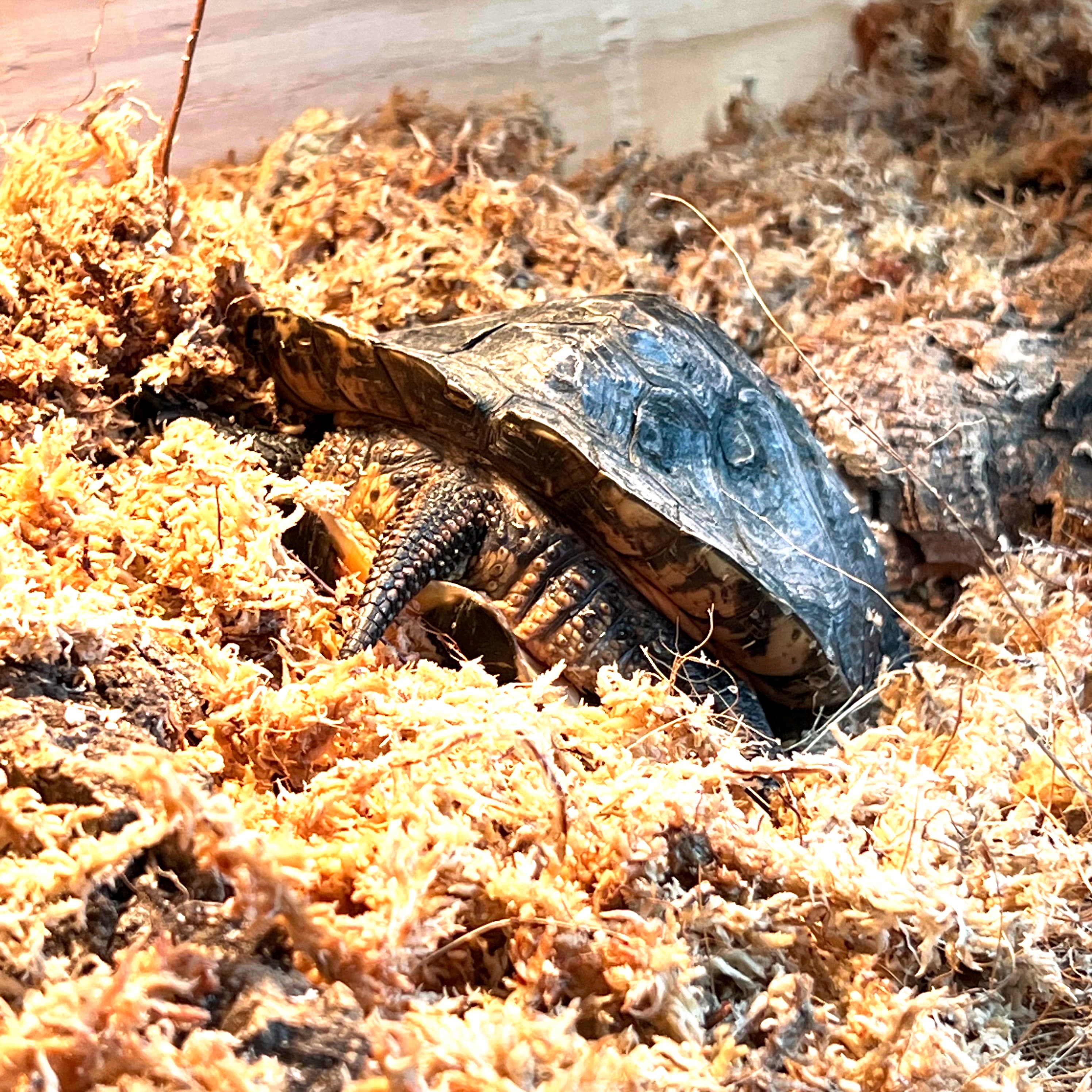 Elvira, a Blanding's turtle ambassador, buried in her moss on her basking platform.
