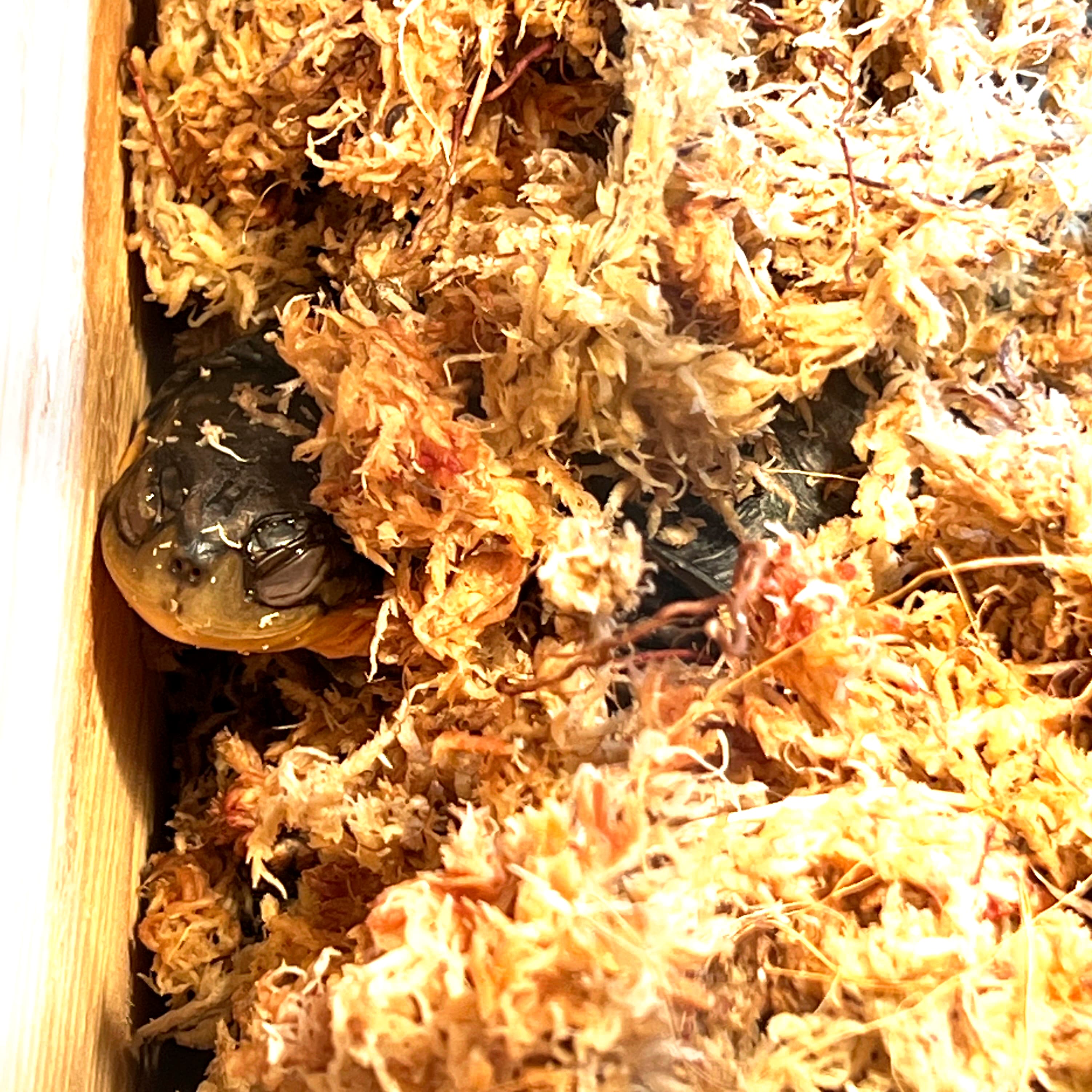 Elvira, a Blanding's turtle ambassador, buried in her moss on her basking platform.