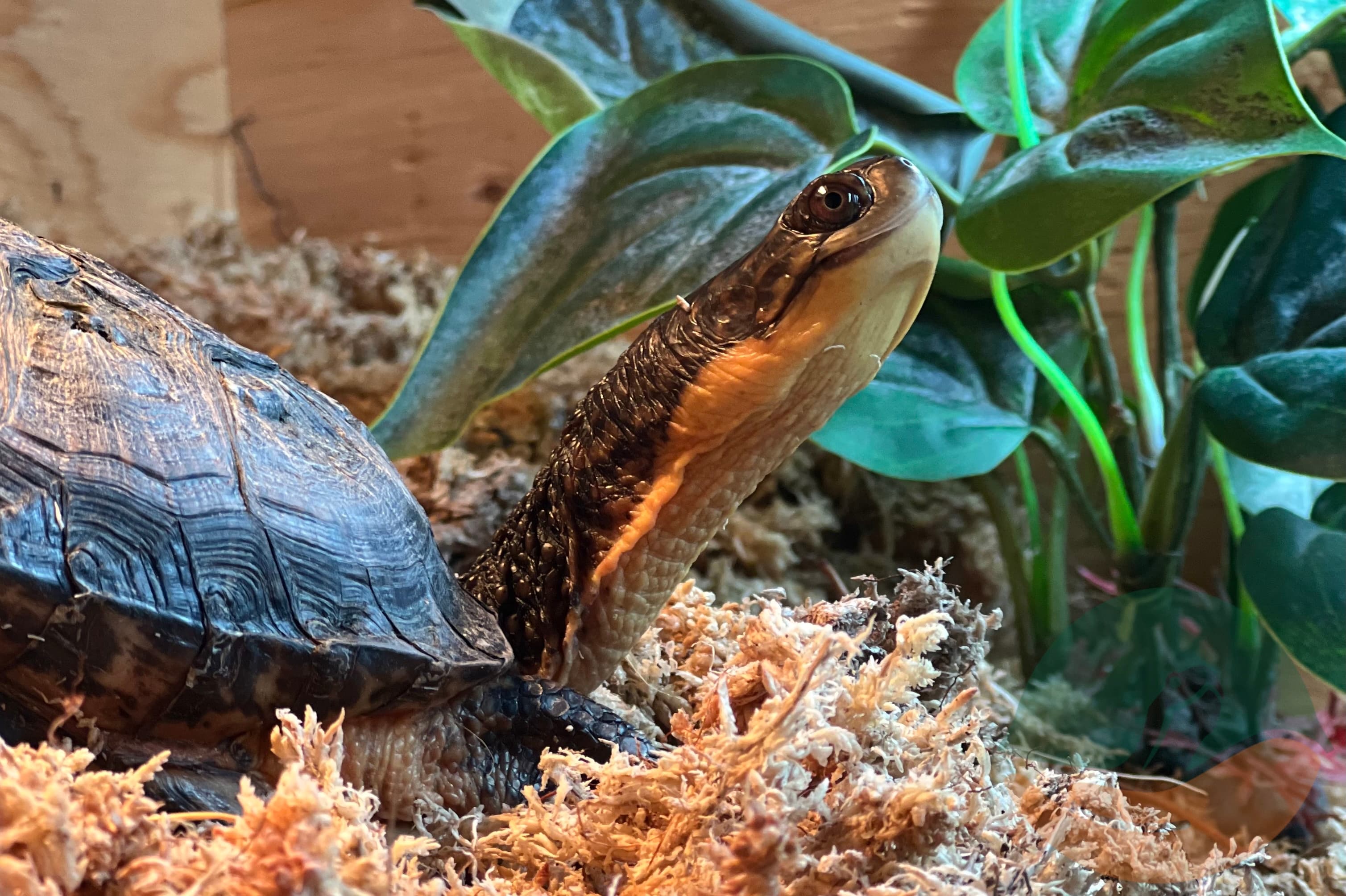 Ambassador Blanding's turtle Elvira amidst her sphagnum moss.