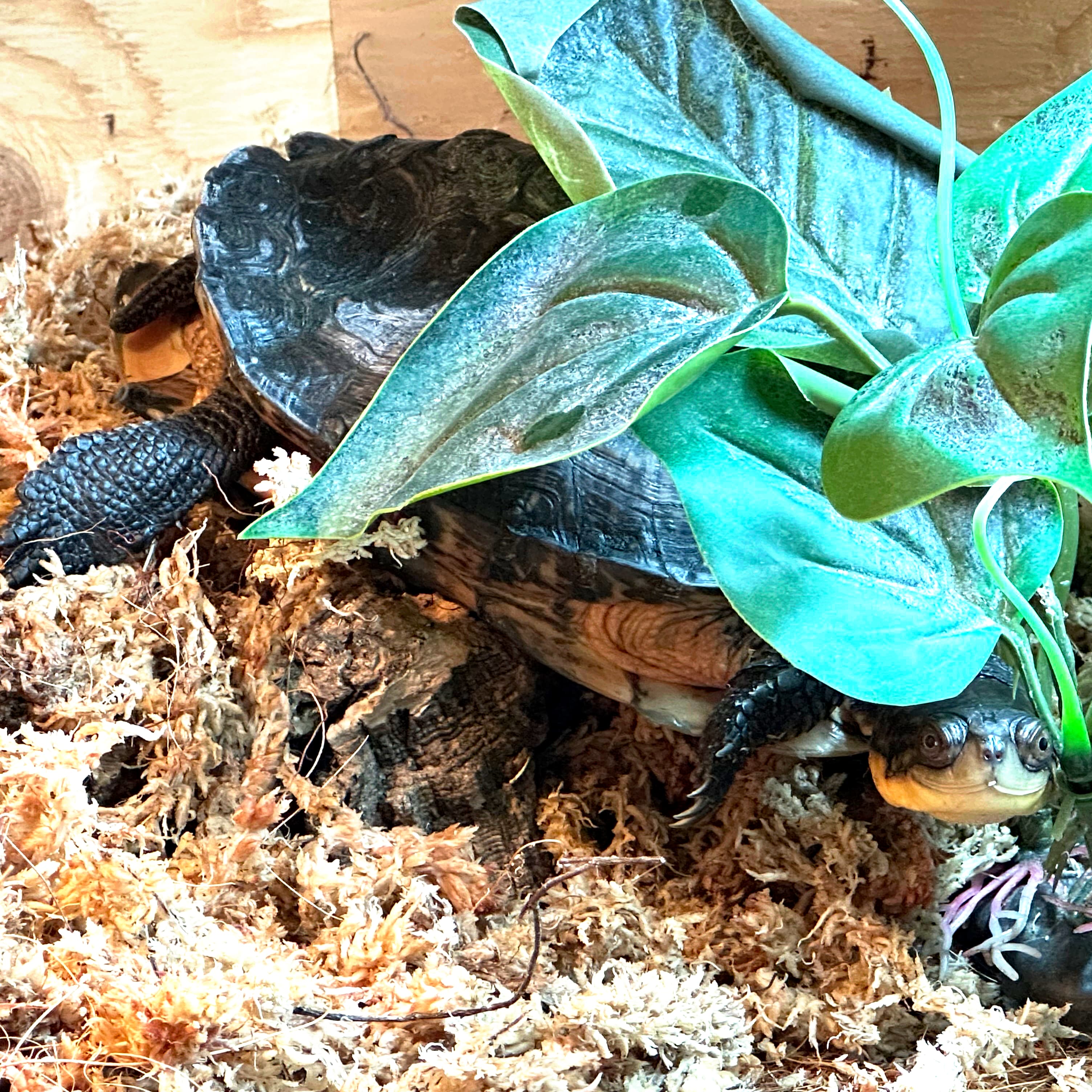 Elvira, a Blanding's turtle ambassador, hiding behind her plant in December 2025.