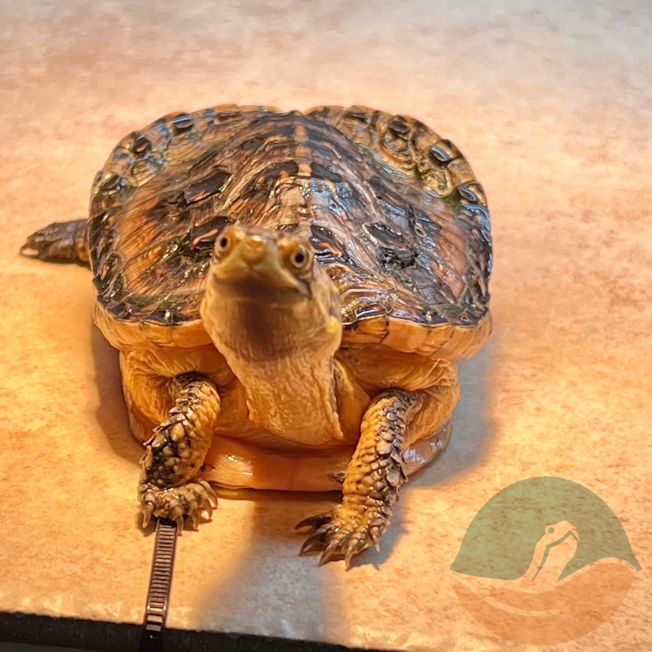 Elvira all perked up, probably ready for a snack