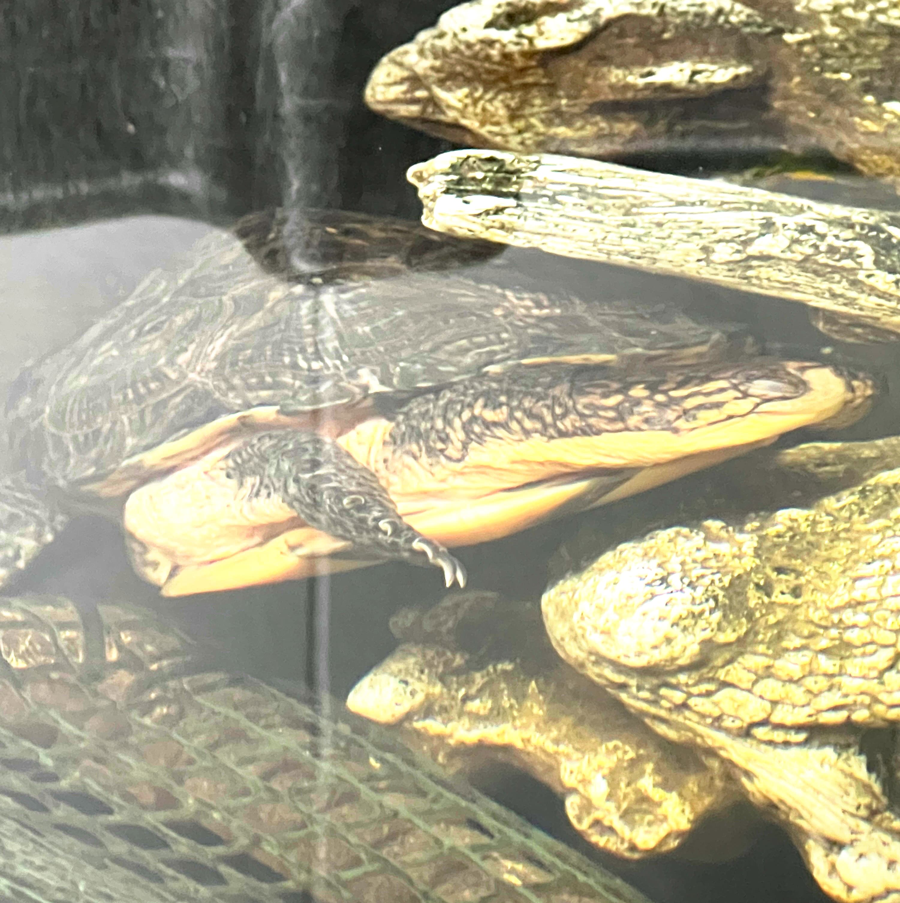 Elvira taking a nap in her water