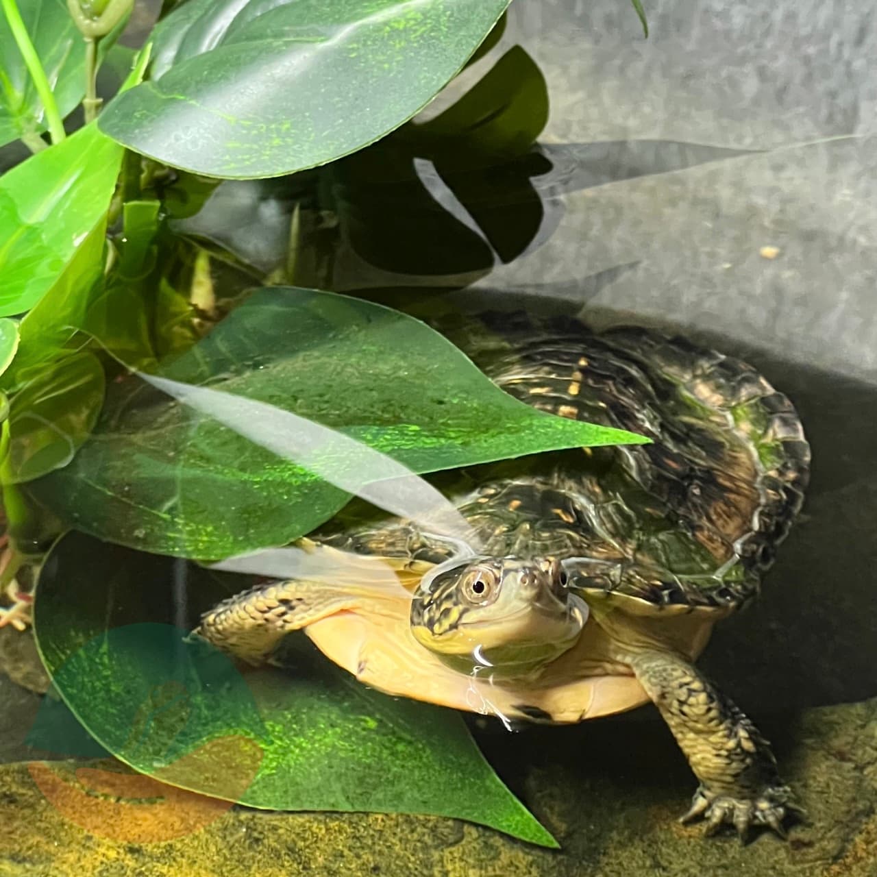 Elvira swimming in her enclosure