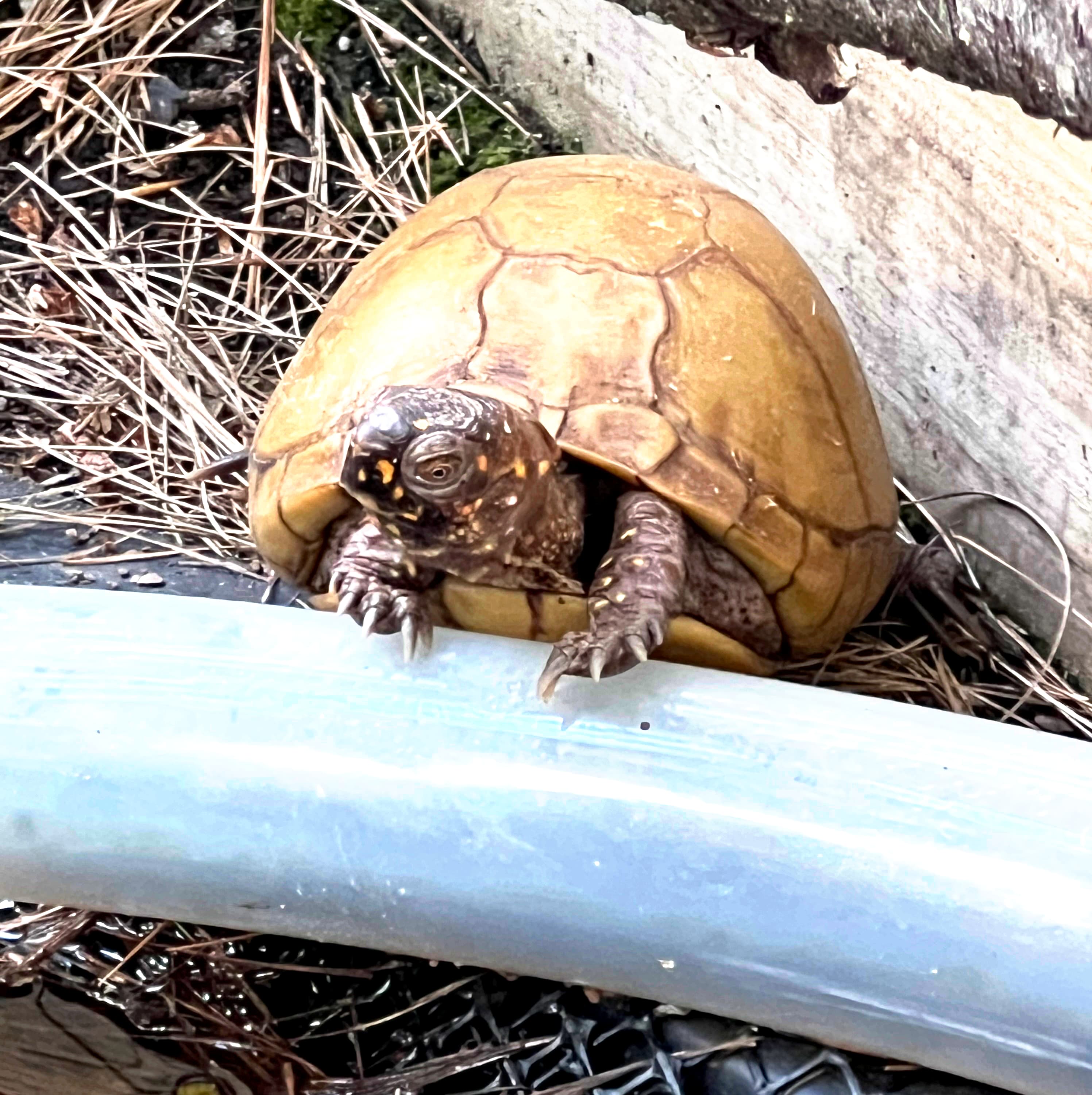 Marigold, a three-toed box turtle.