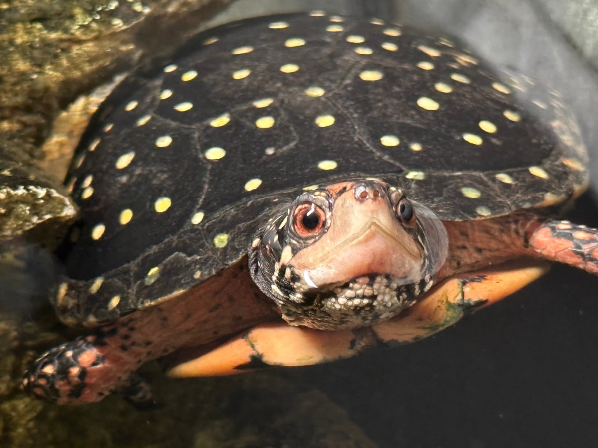 Adult spotted turtle Rasi swimming.