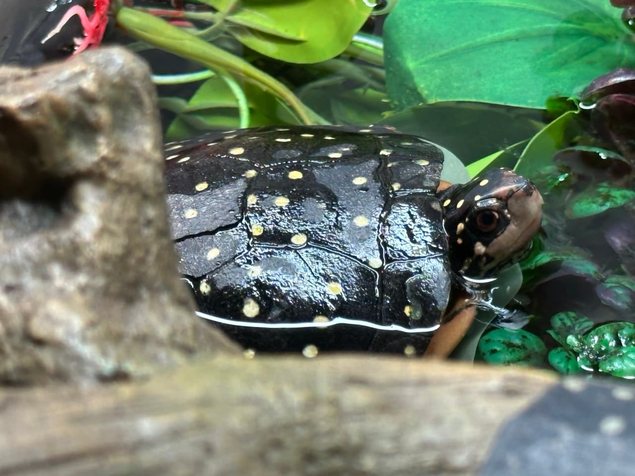 Rasi, a spotted turtle ambassador at NH Turtle Rescue.