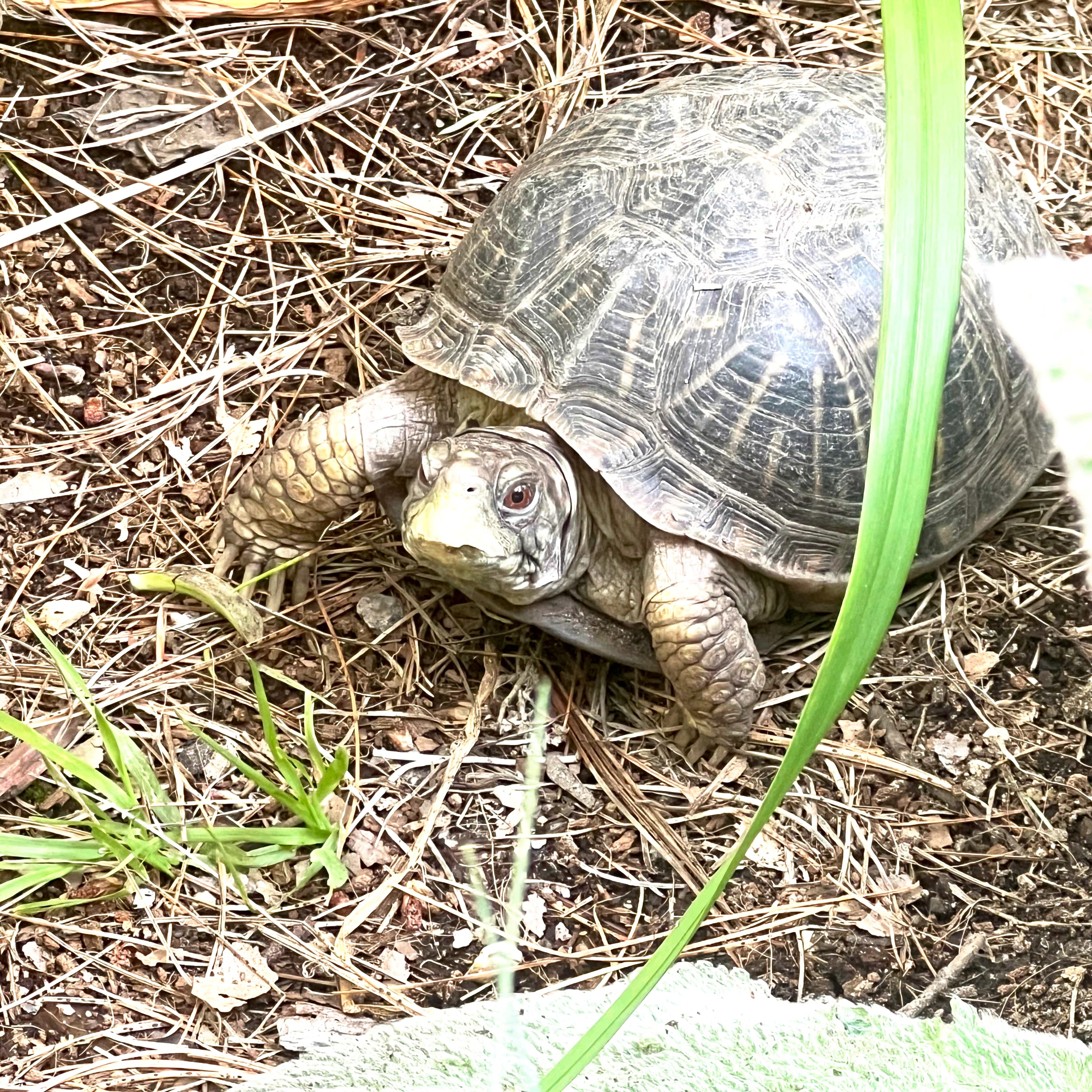 Teri Bear, an ornate box turtle.