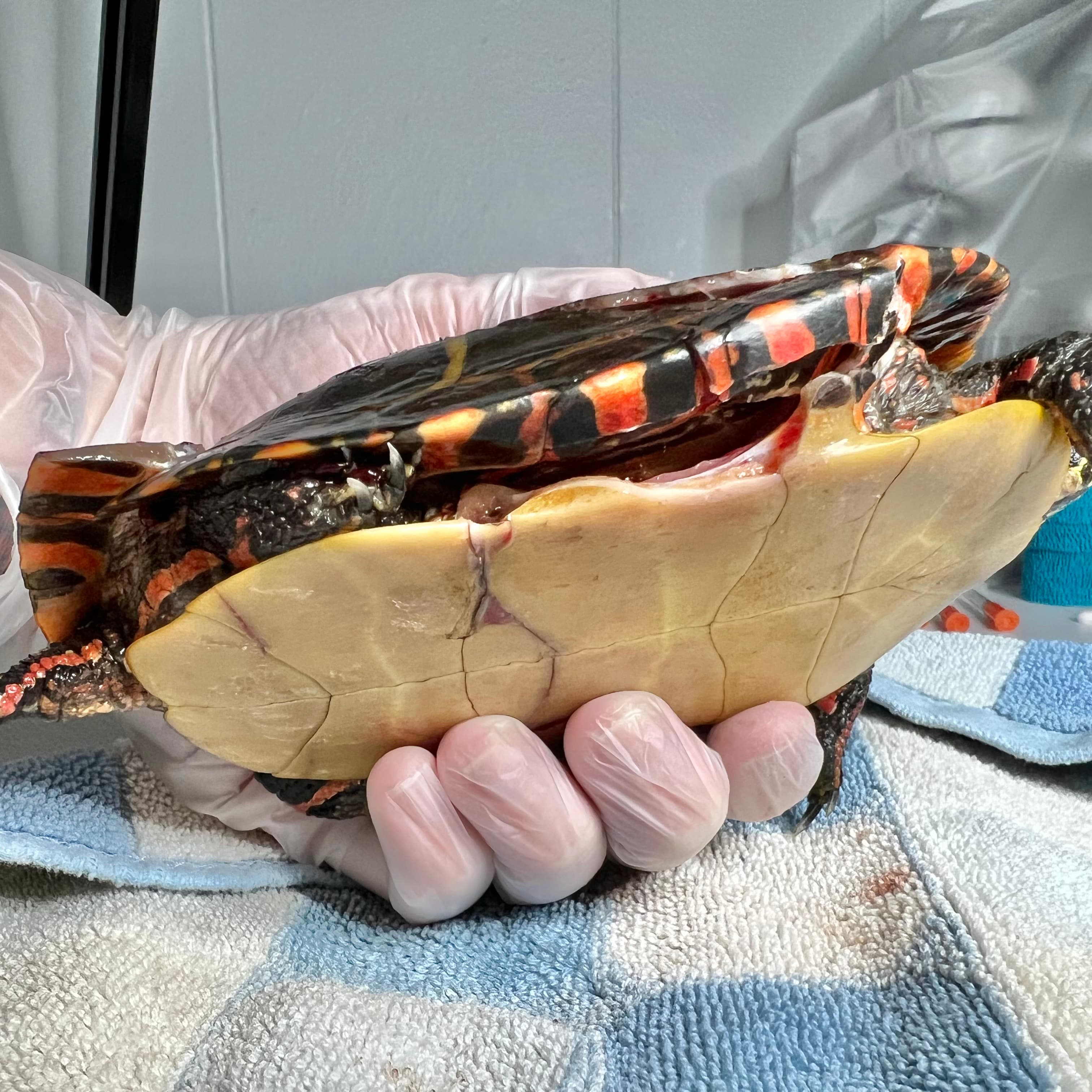 The injuries Fang sustained to part of his bridge in May 2023