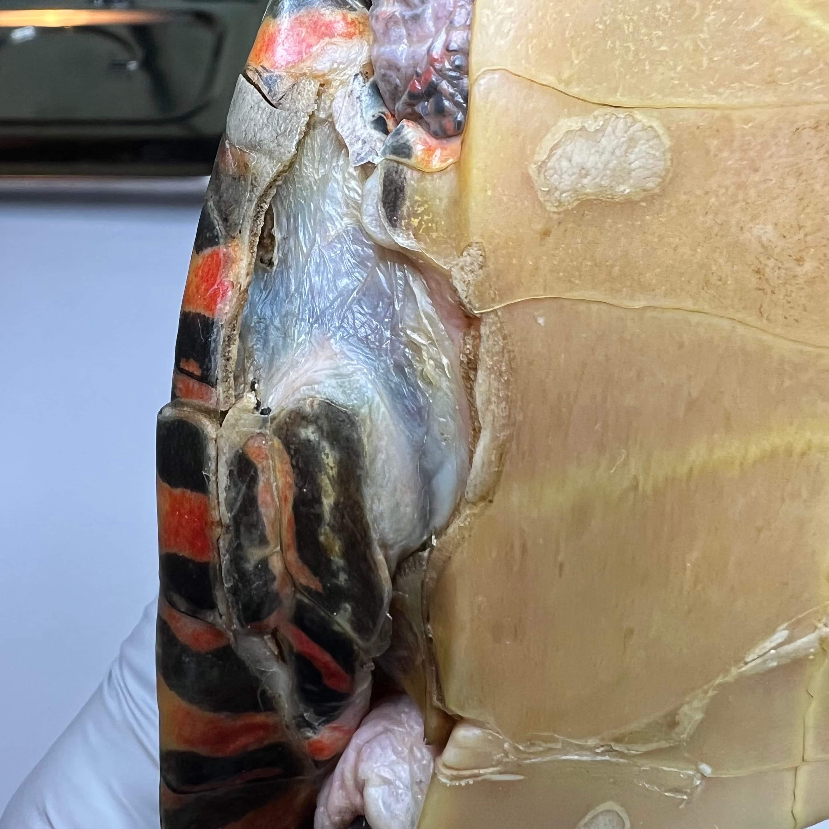 Close up of the injuries Fang sustained to his bridge in October 2023