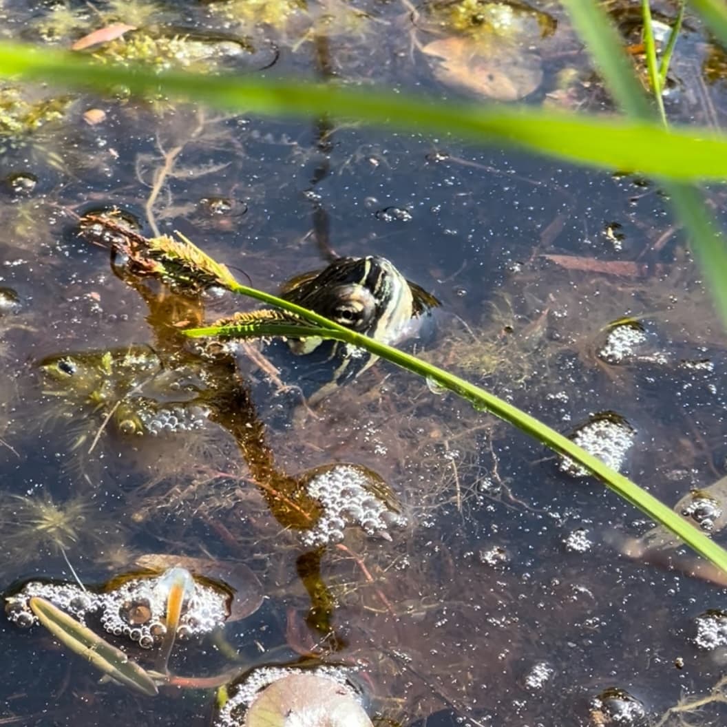 Fang during his release