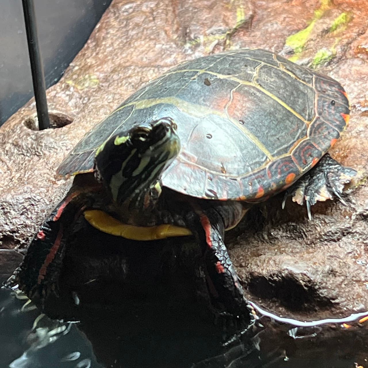 Fang, a painted turtle, resting on his basking platform