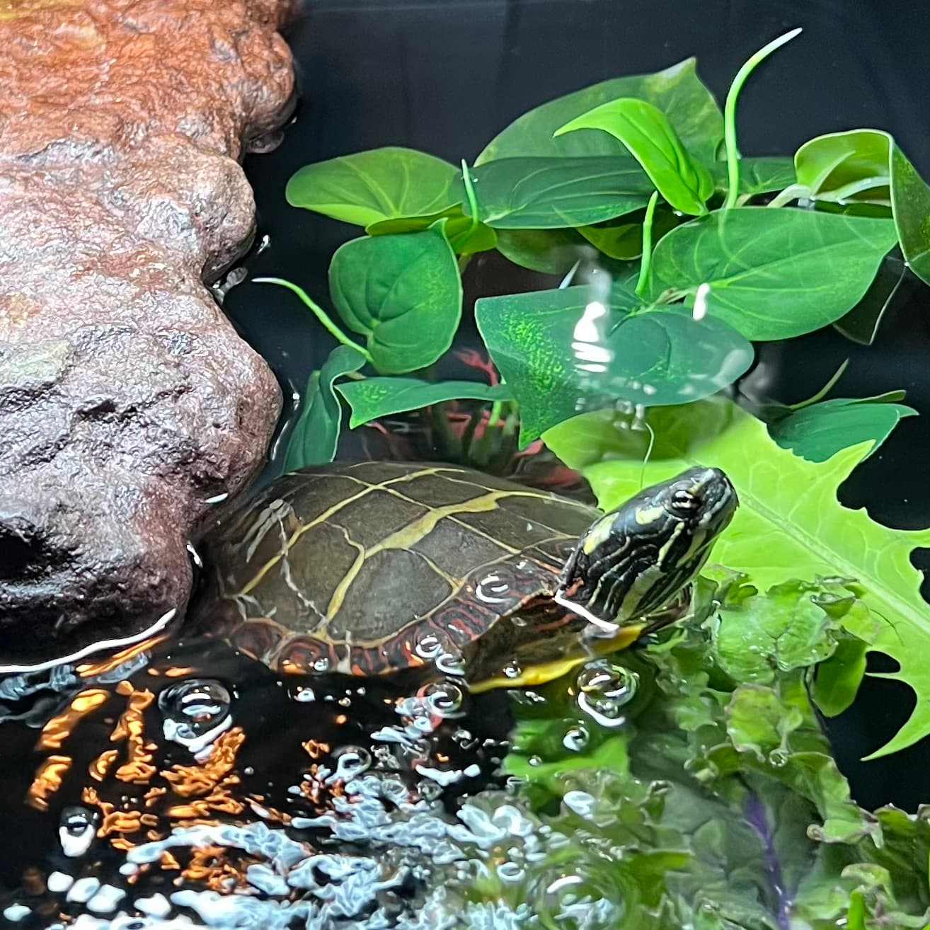 Fang, a painted turtle, swimming