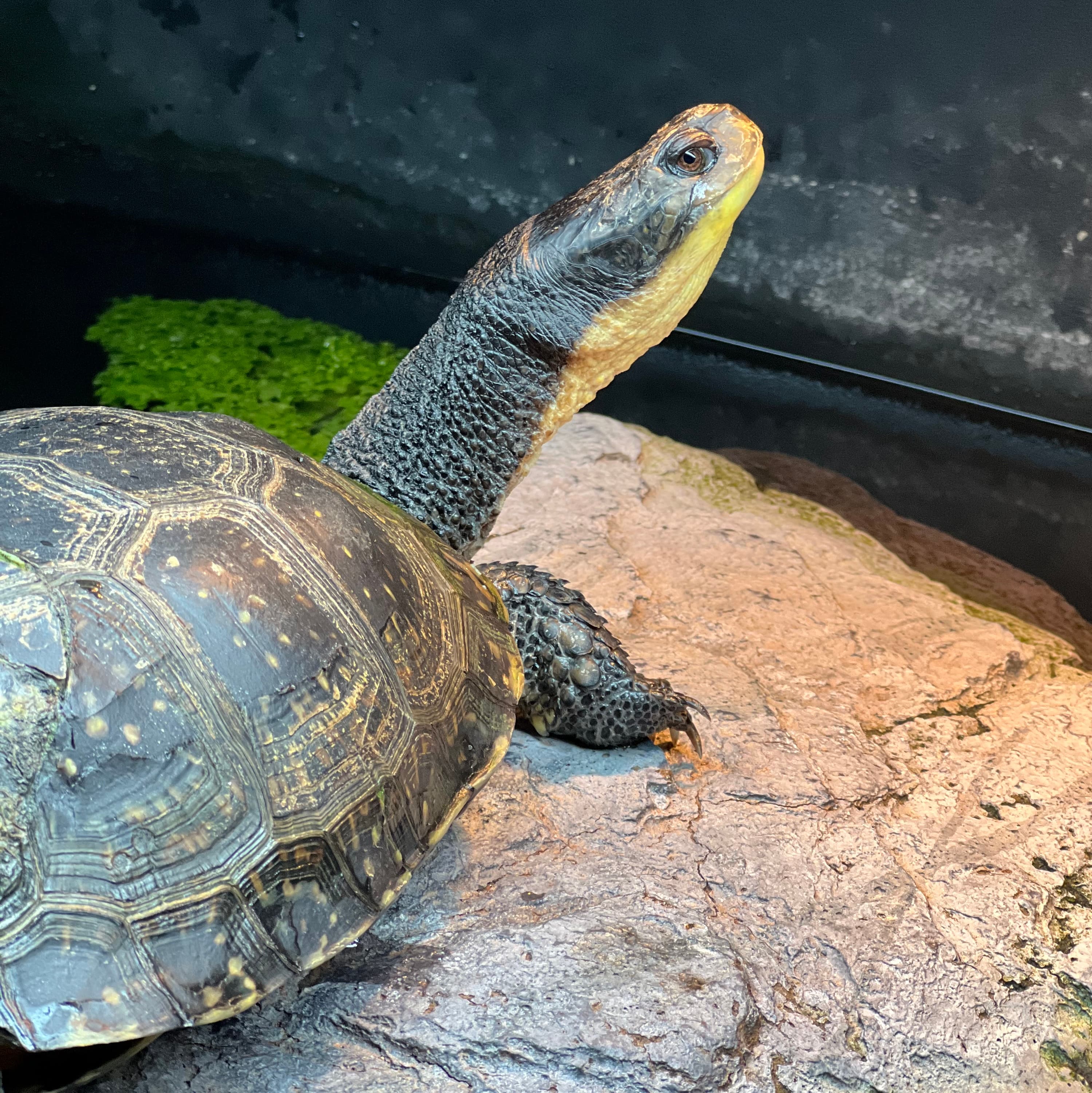 Hazel, a Blanding's turtle, basking on his dock in his aquatic enclosure