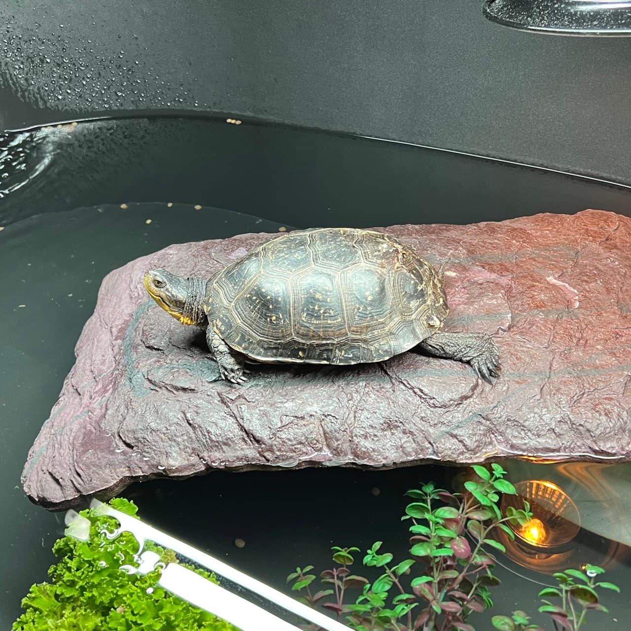 Hazel, a Blanding's turtle, basking on her dock in her aquatic enclosure