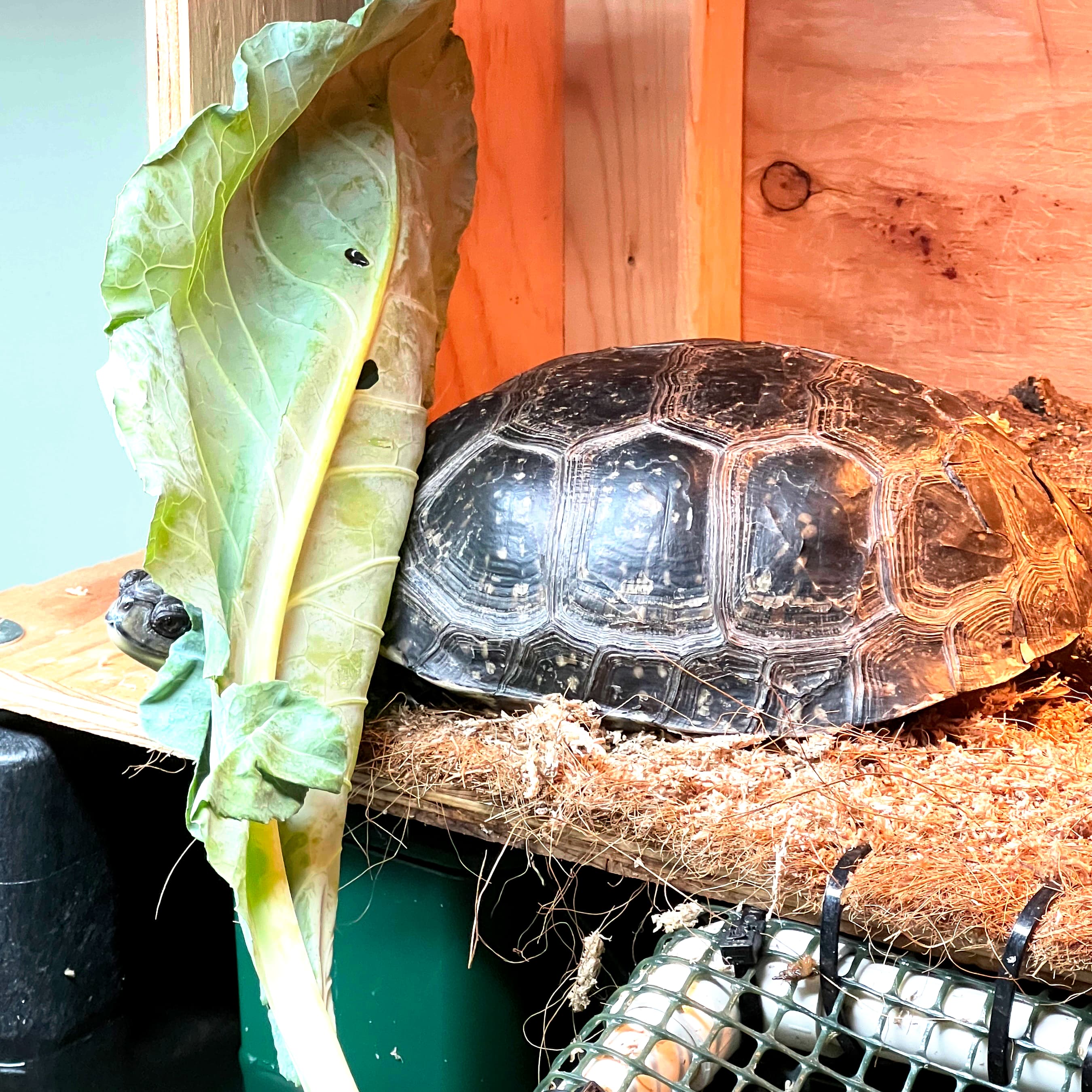Hazel, a Blanding's turtle, basking in his above-ground basking platform in his aquatic enclosure