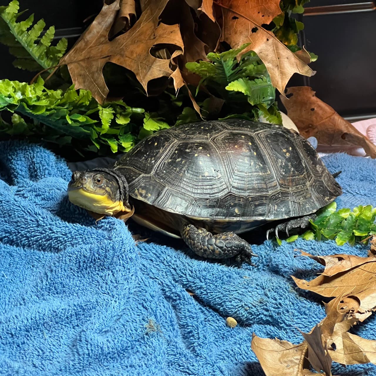 Hazel, a Blanding's turtle, in her temporary rehab dry-dock enclosure when healing from her severe injuries