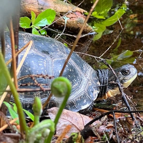 Hazel being released back to his home wetlands