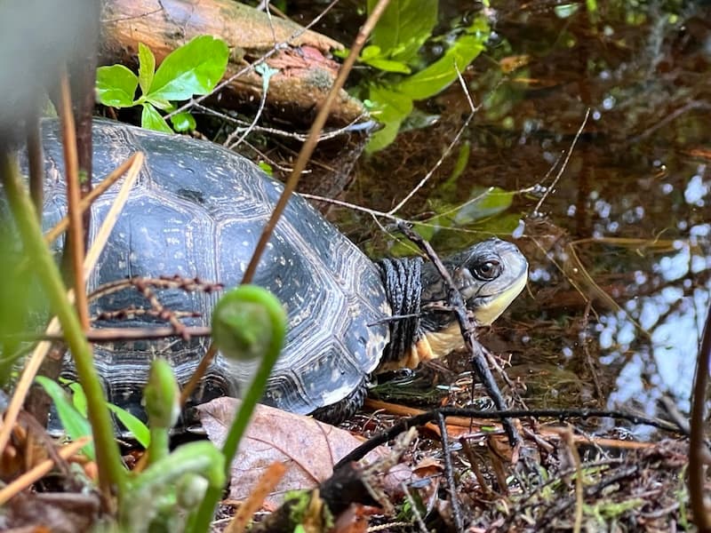 Hazel being released back to his home wetlands