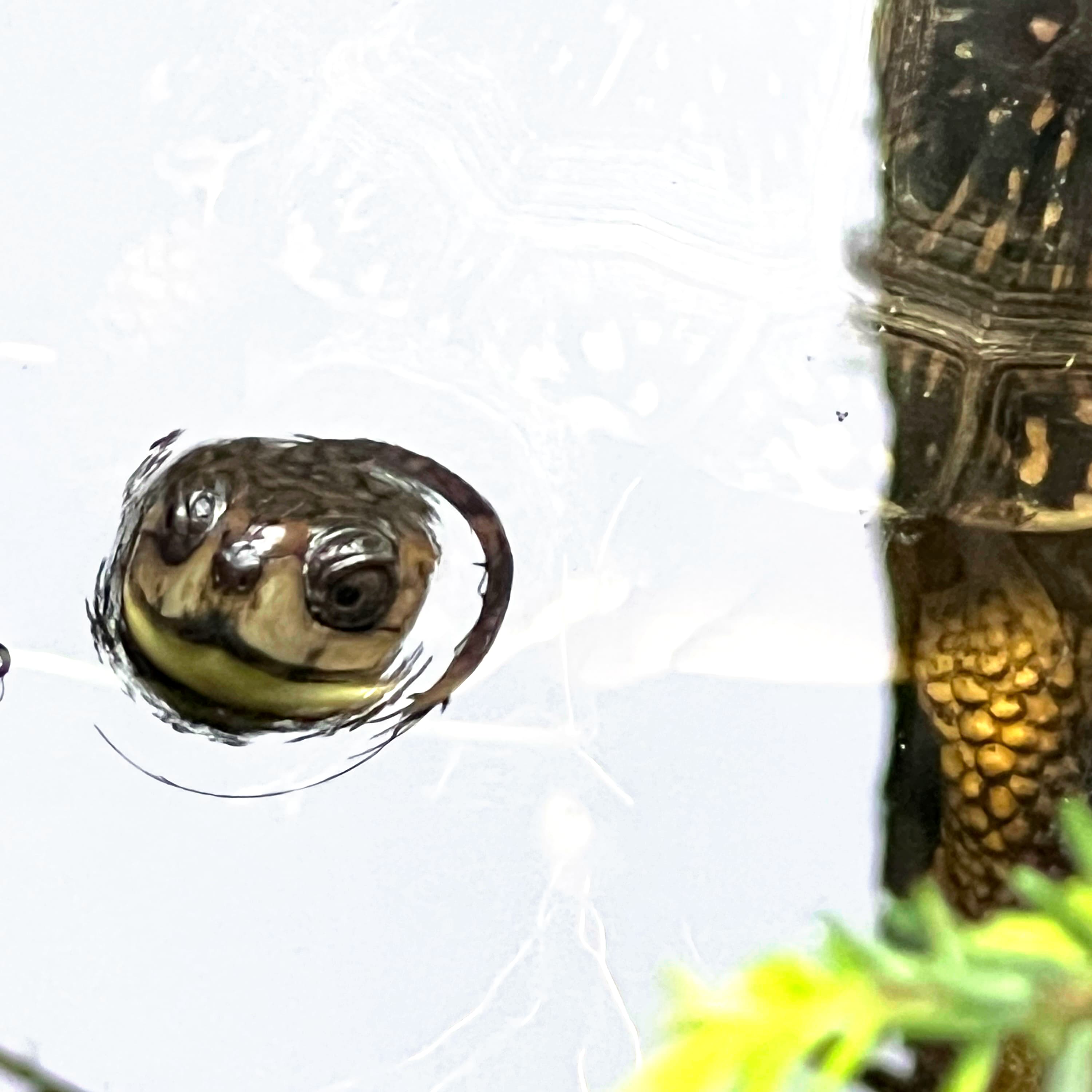 Hazel being released back to his home wetlands