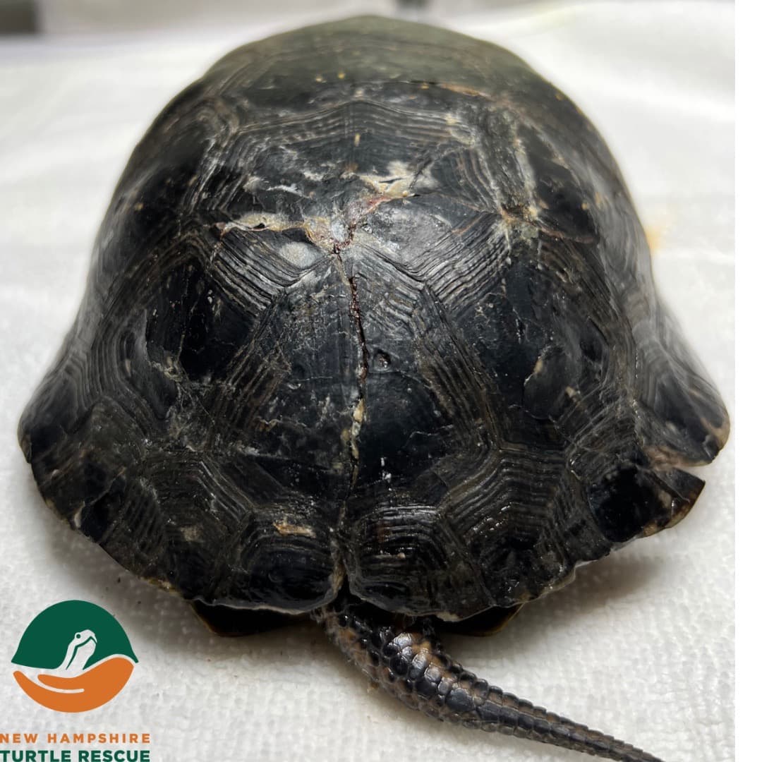 Hazel's carapace (top shell) after the hardware was removed