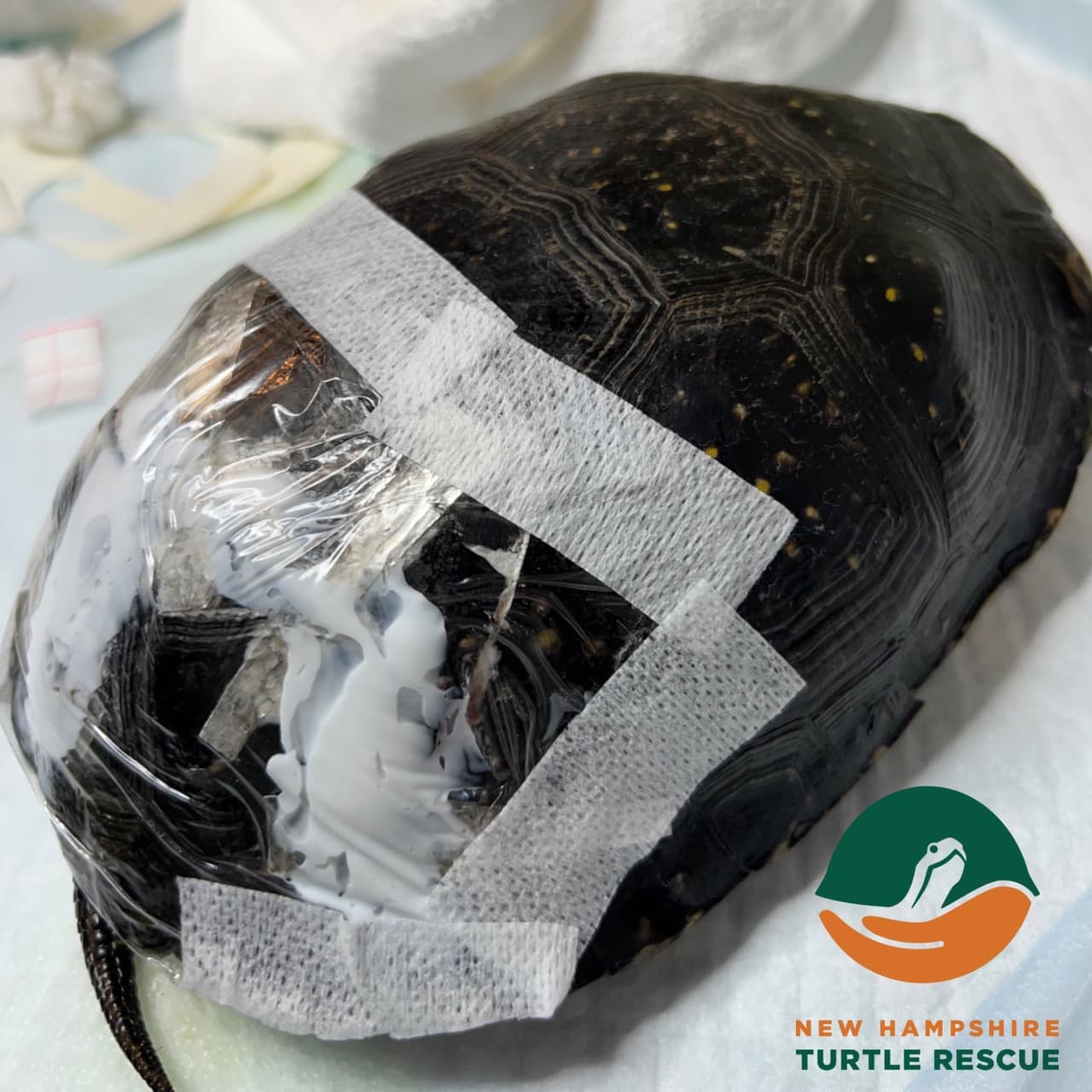 Hazel's carapace with bandages covering