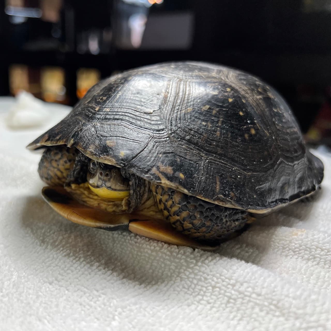 Shy Hazel, a Blanding's turtle during an exam, mostly restracted into her shell