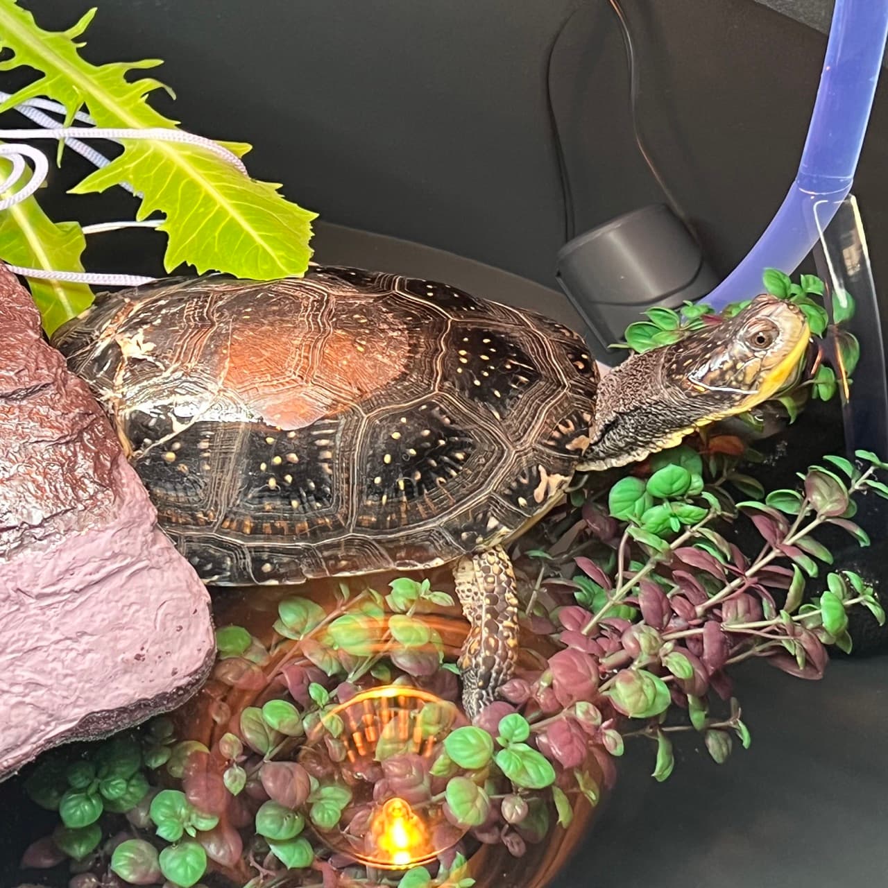 Hazel, a Blanding's turtle swimming around her rehab enclosure