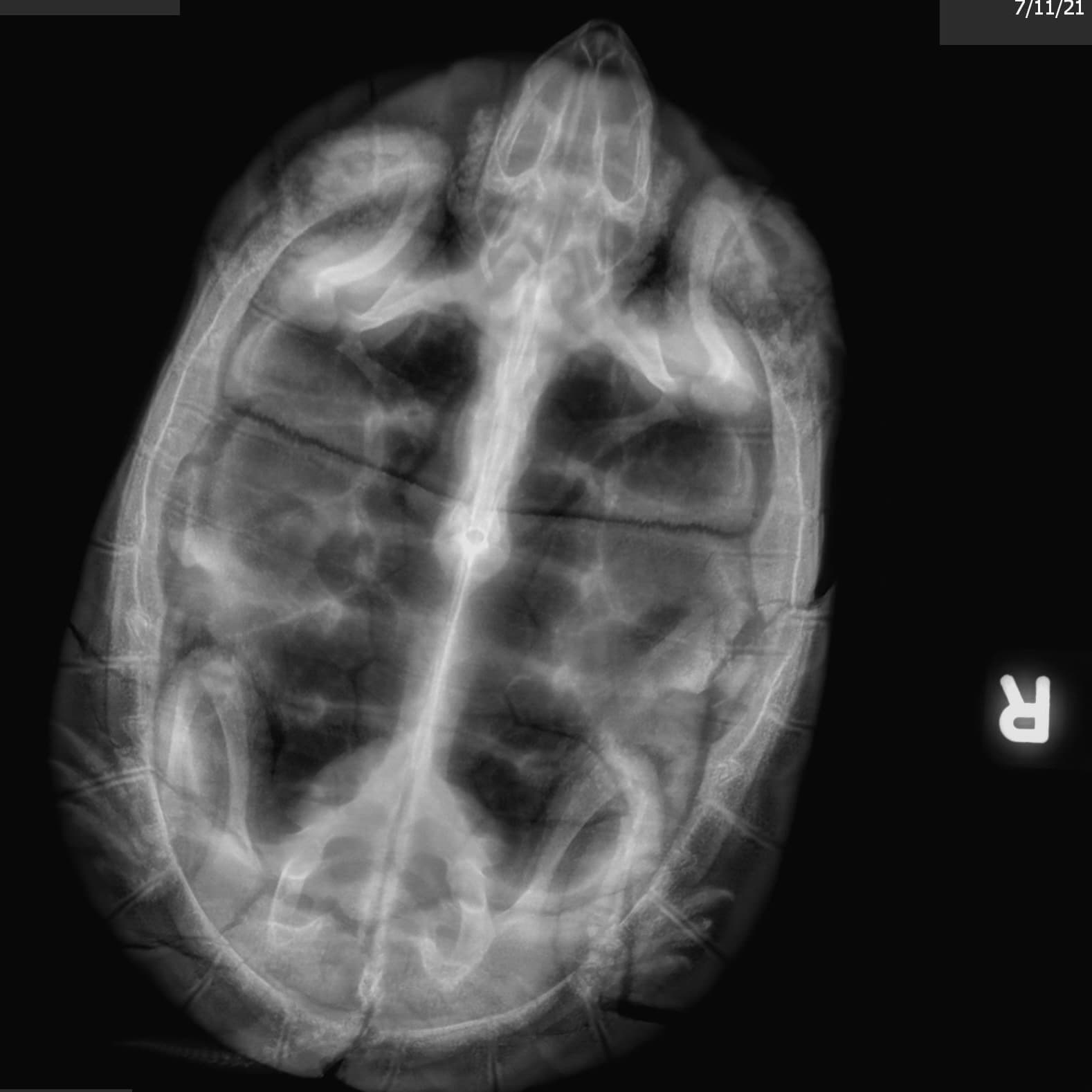 Radiograph of Hazel showing no eggs