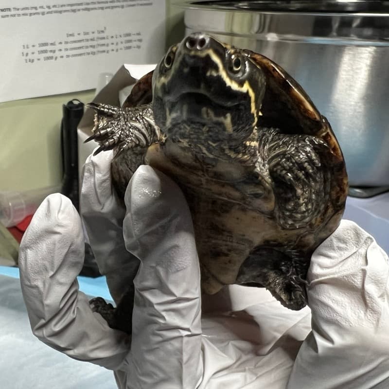 Lemna, an eastern musk turtle, during an exam