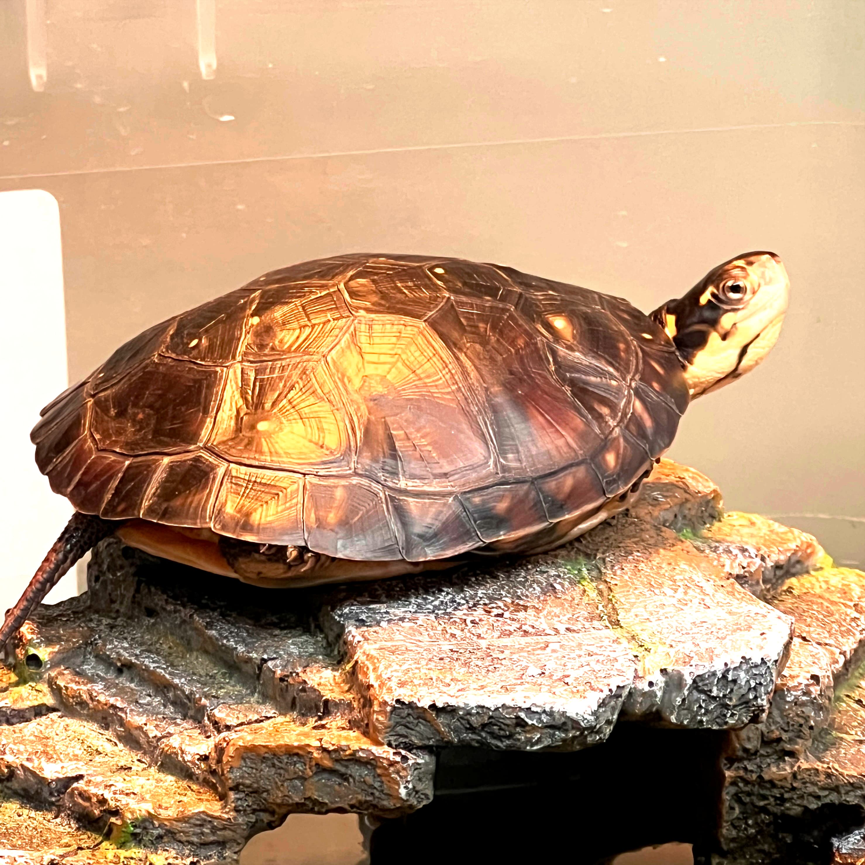 Macchiato, a spotted turtle, basking in her enclosure