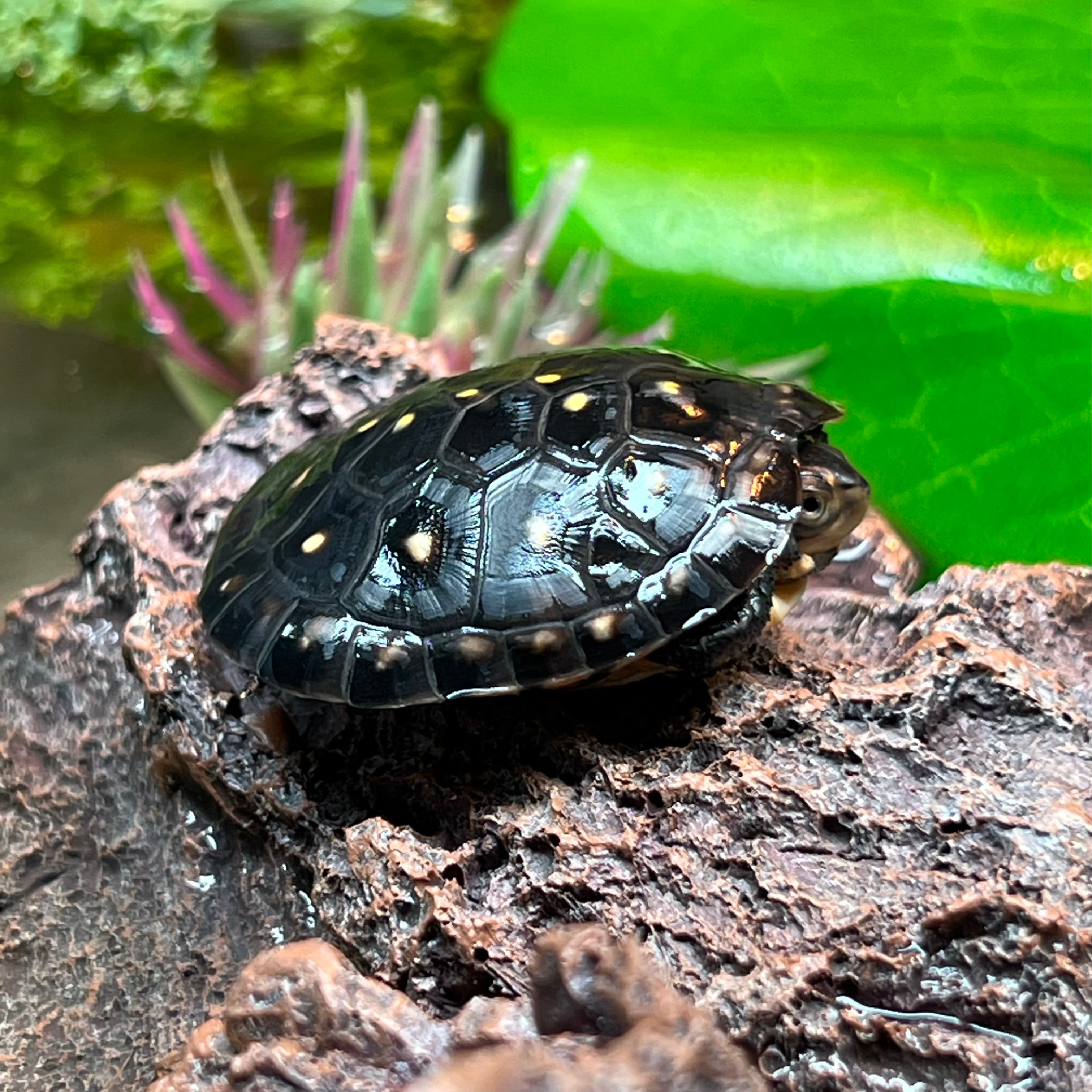 Macchiato, a spotted turtle, resting on an artificial log