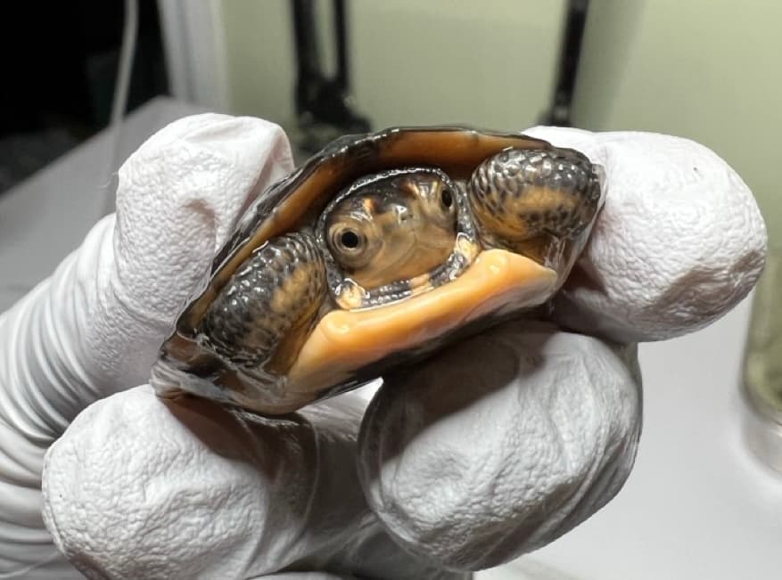 Hatchling spotted turtle incubated at NH Turtle Rescue.