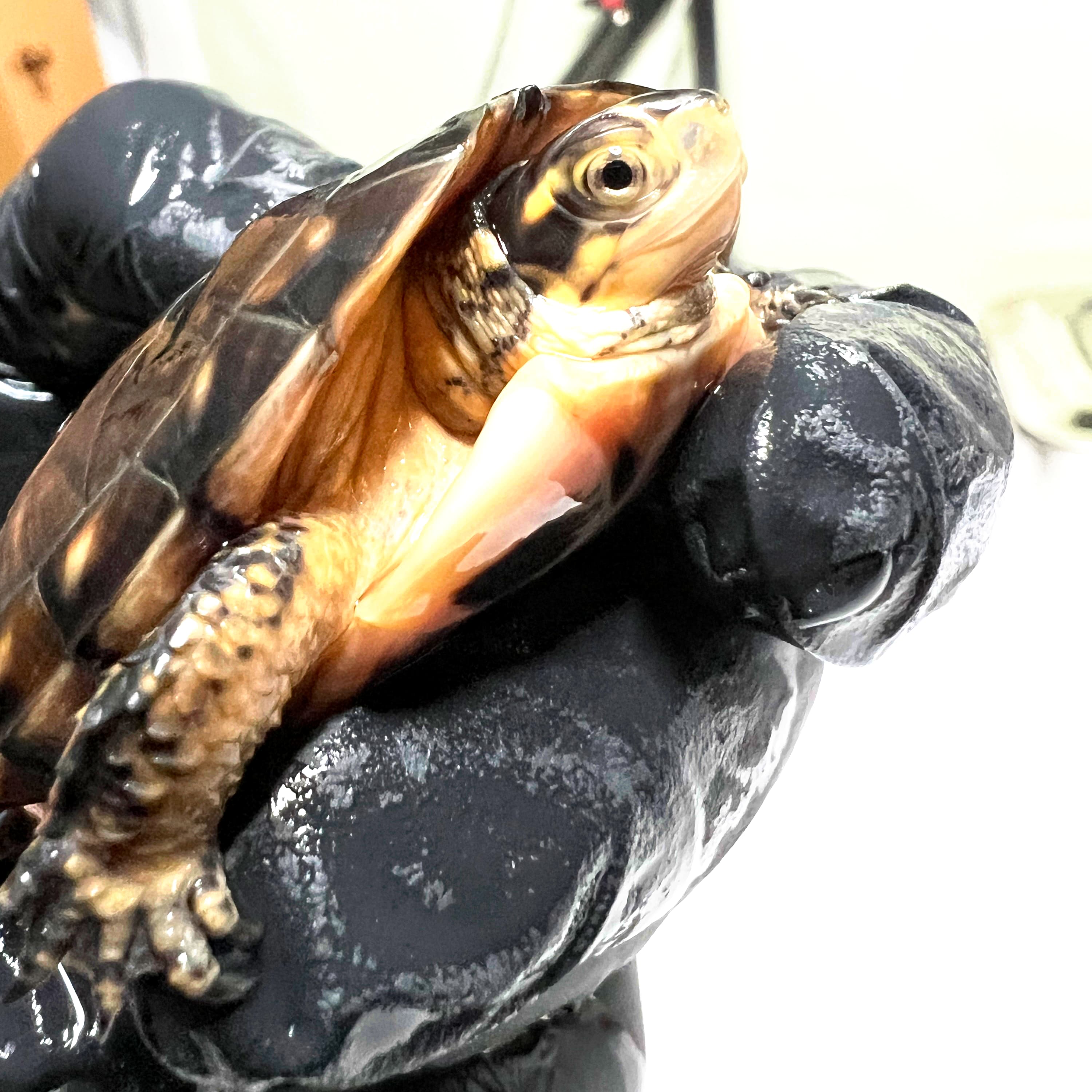 Macchiato, a spotted turtle, during her final exam before release