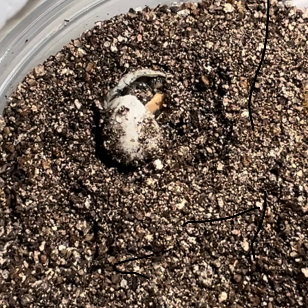 Macchiato, a spotted turtle, emerging from the egg