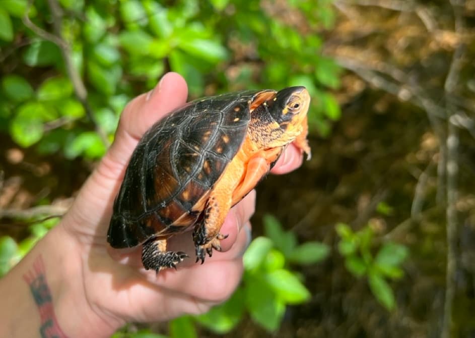 Macchiato, a spotted turtle hatchling, resting on an artificial log