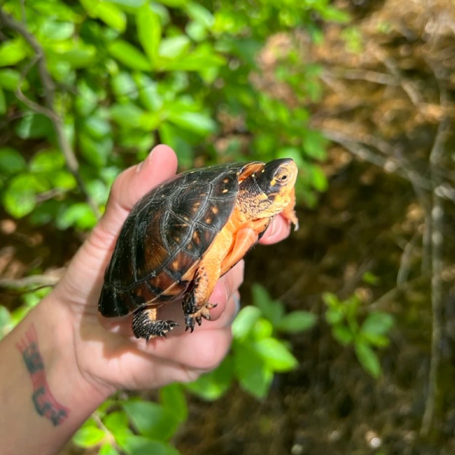 Macchiato being released back to her home wetlands