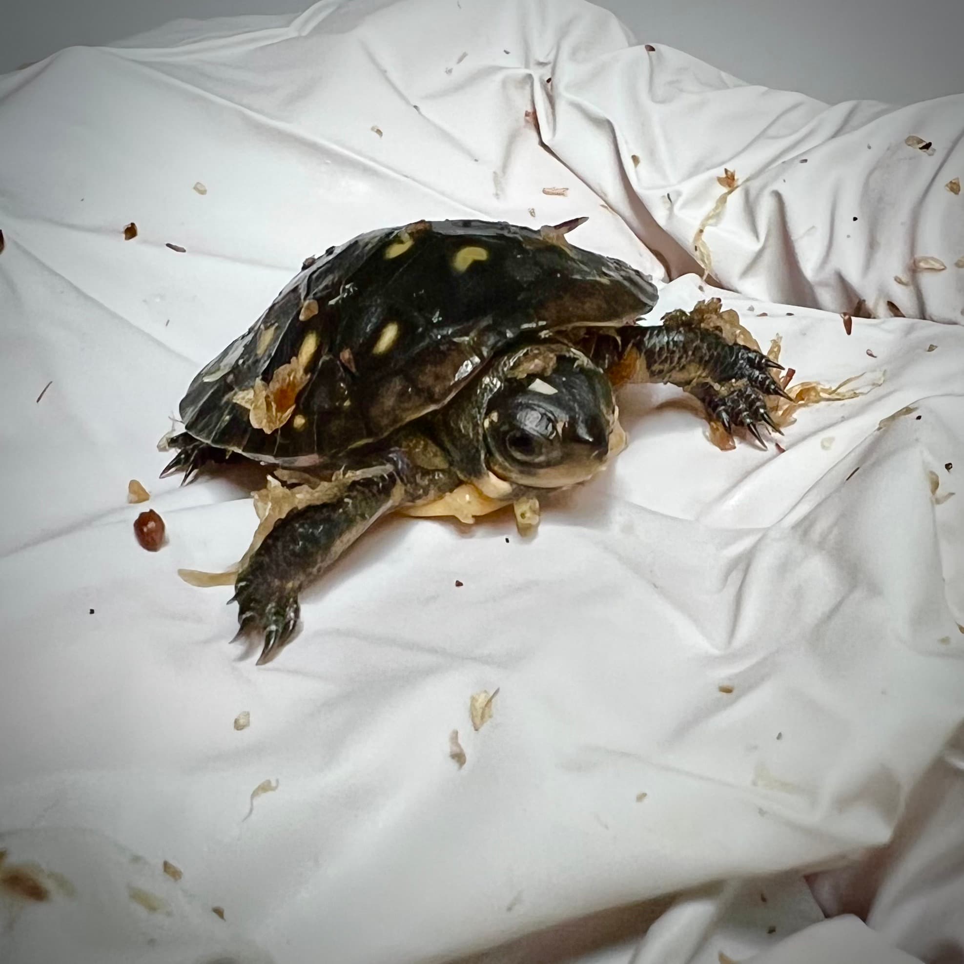 Macchiato, a spotted turtle, after first emerging from the egg