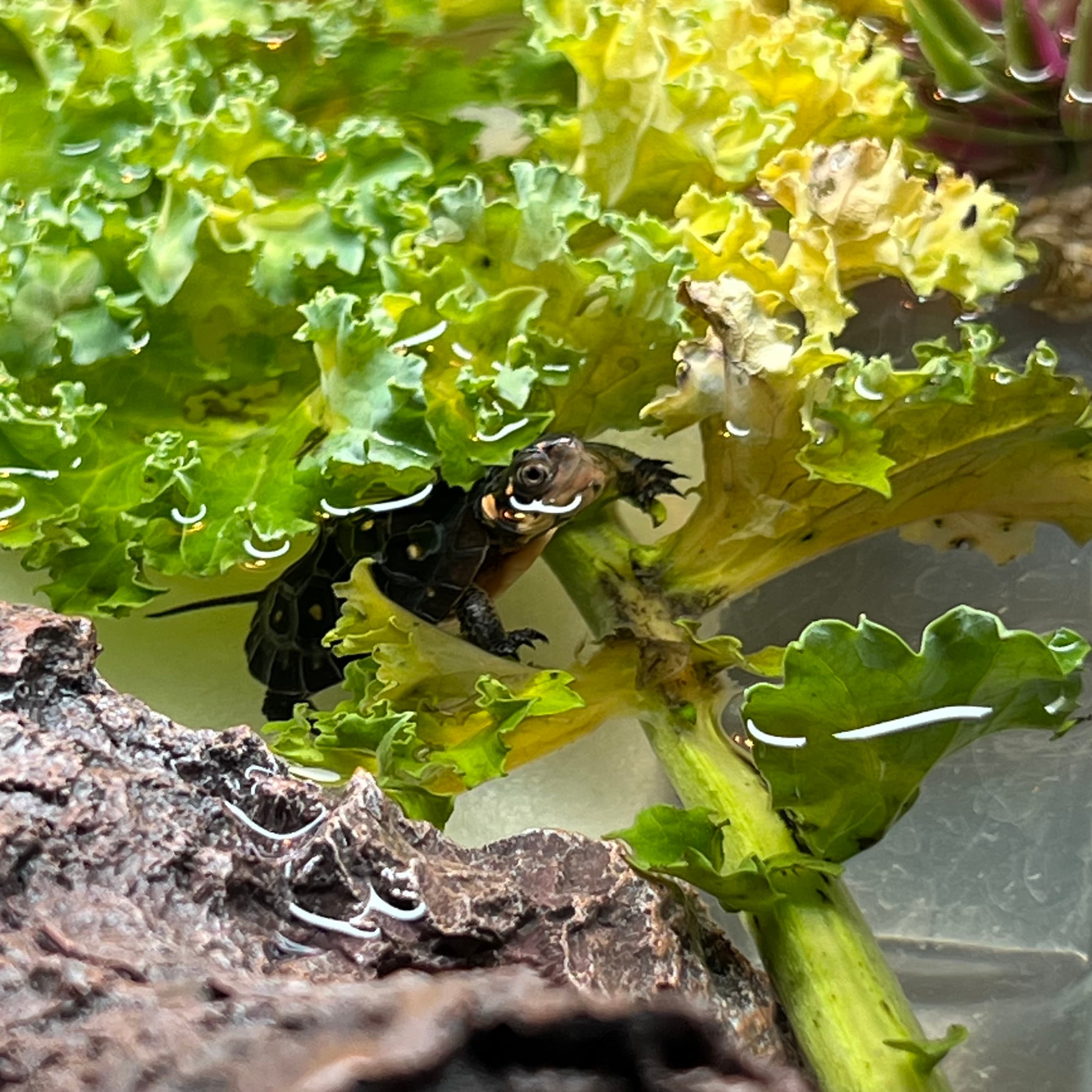 Macchiato, a spotted turtle, hiding in the greens