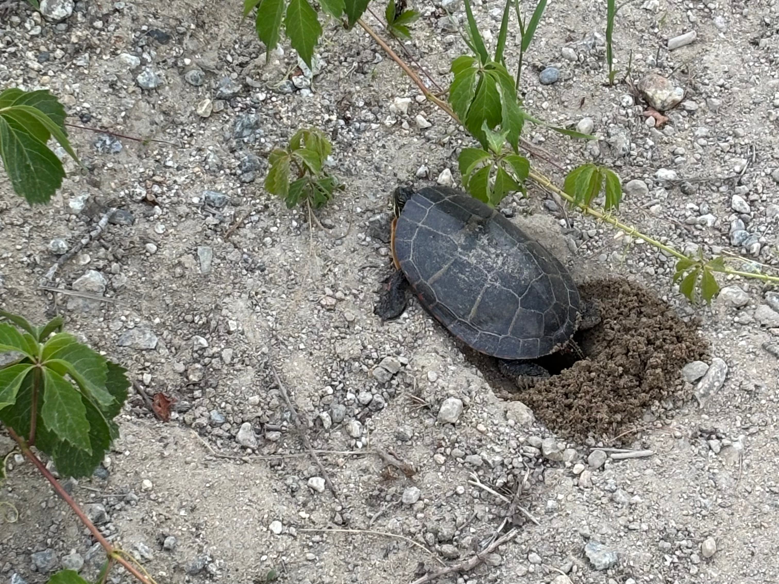 Oka the painted turtle nesting on Bog Road, digging a nest to lay her eggs